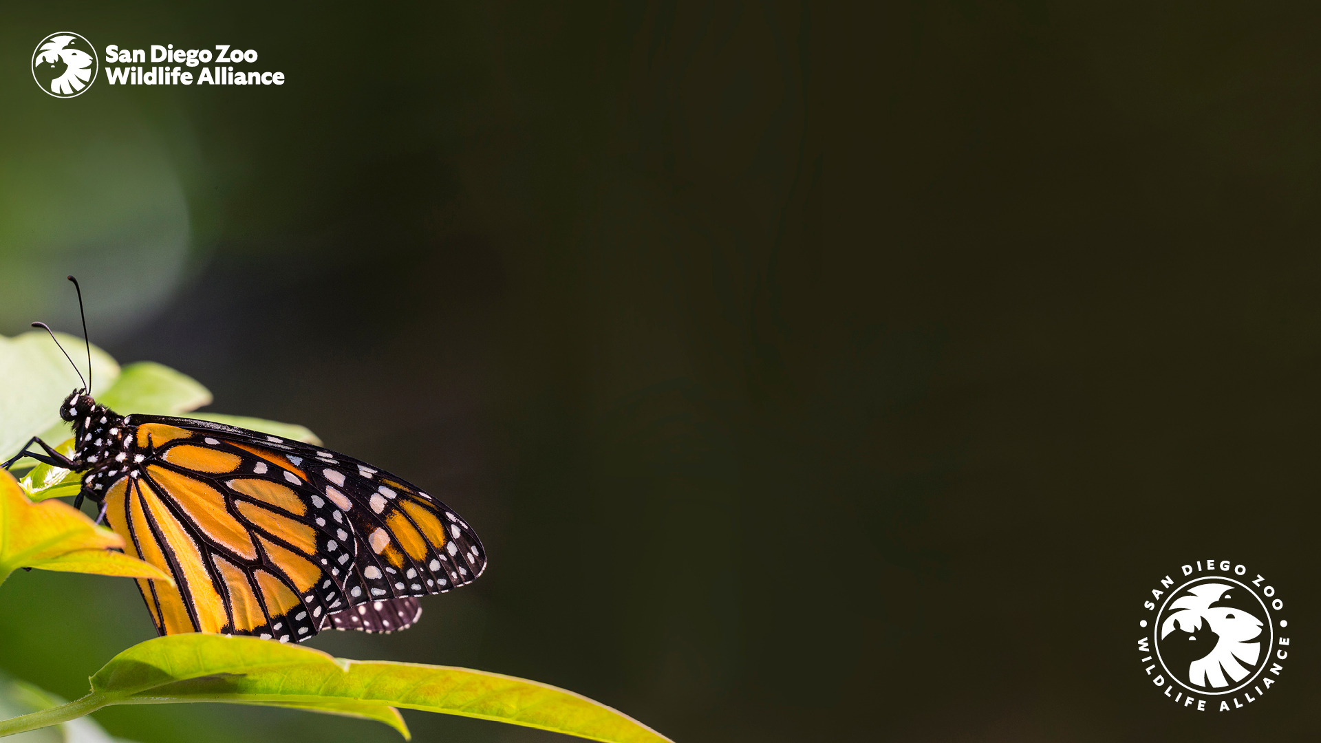 Zoom Background. San Diego Zoo