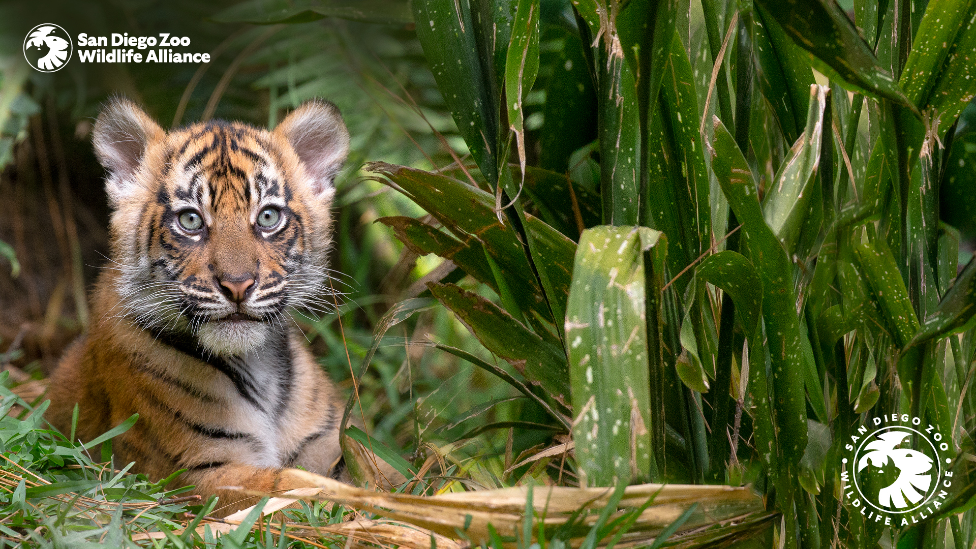 San Diego Zoo Wildlife Alliance