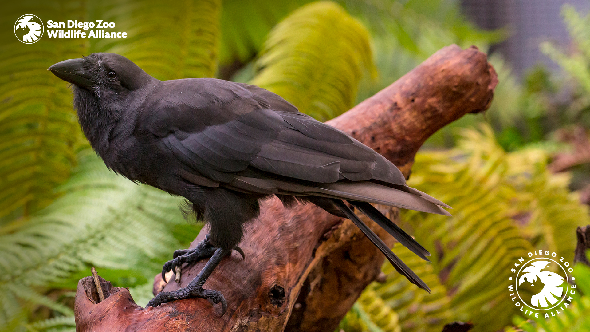 Alala. San Diego Zoo