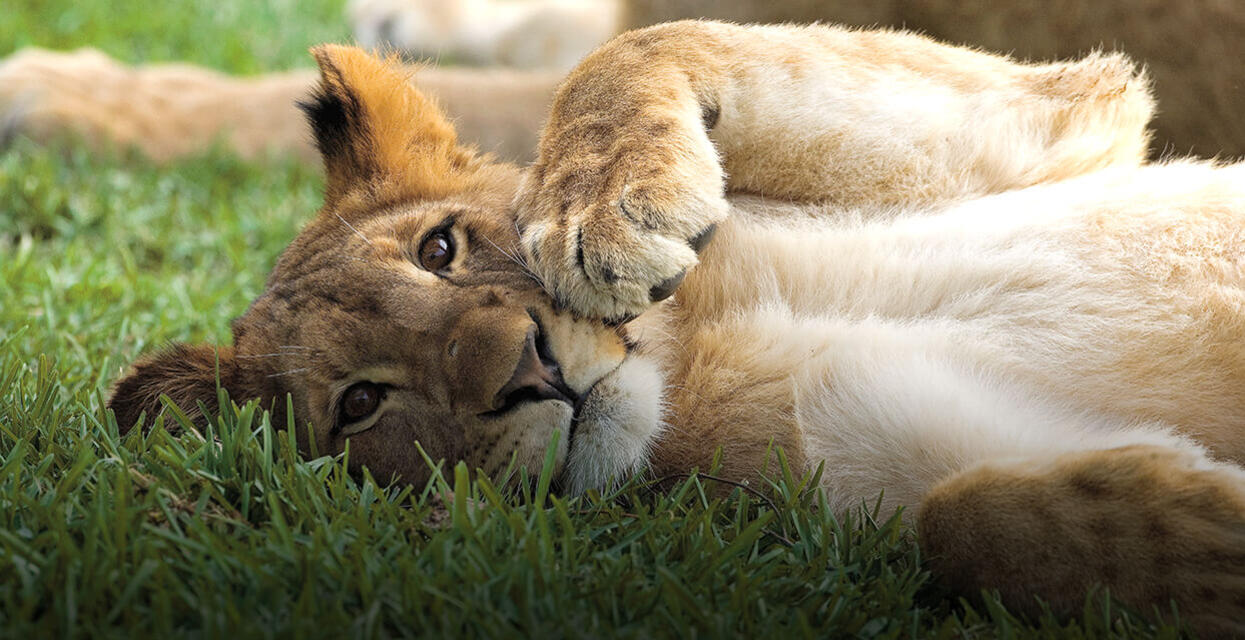 African Lion. San Diego Zoo Wildlife