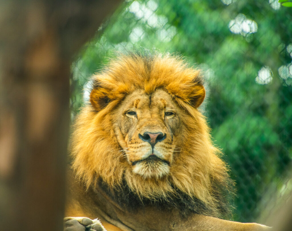 San Diego Zoo Wessels Photography