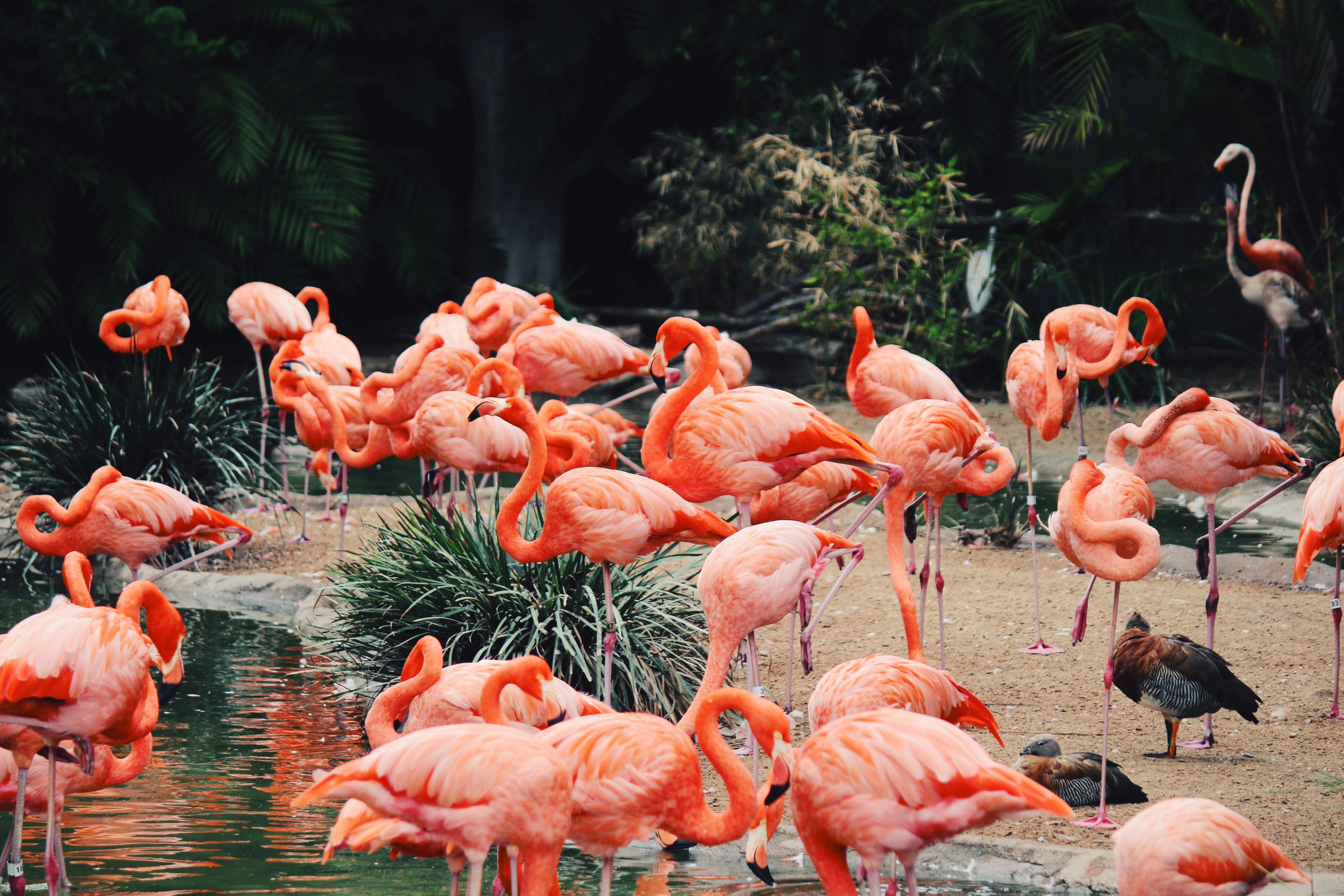 Reasons To Visit San Diego Zoo
