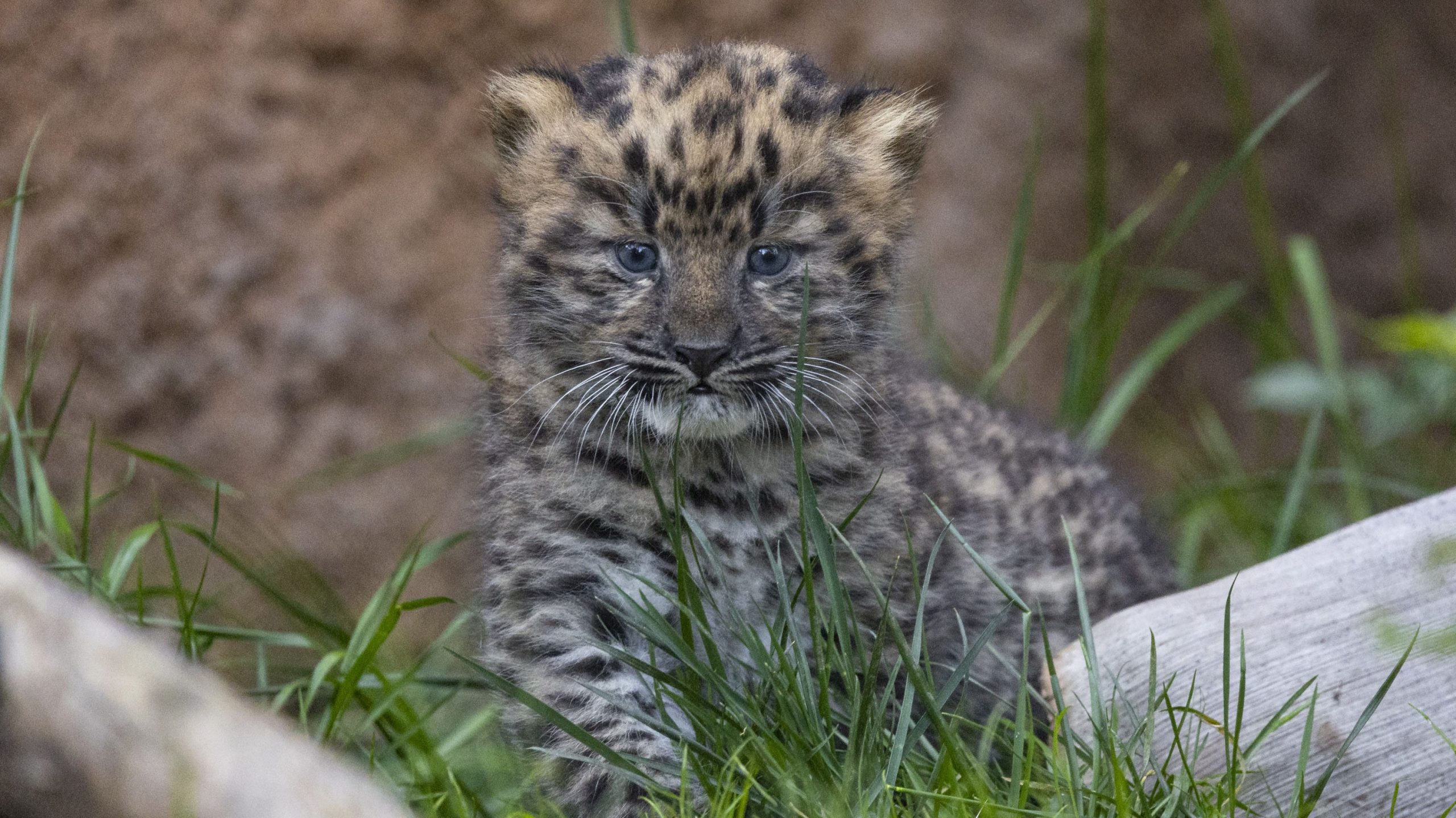 birth of twin Amur leopards