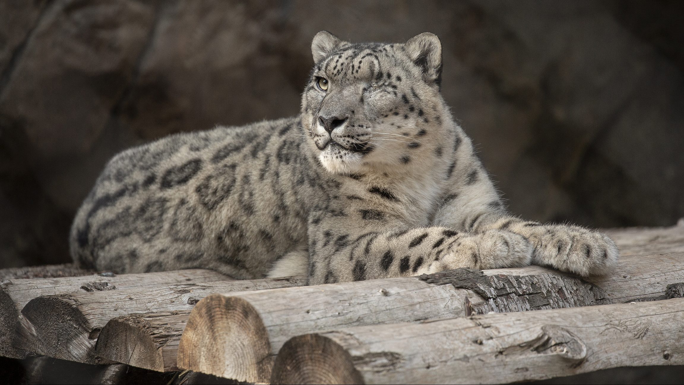 Snow leopard at San Diego Zoo suspected