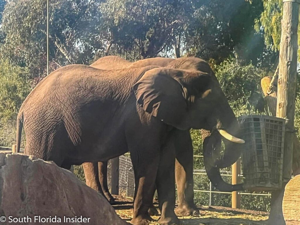 San Diego Zoo Is A Must Visit