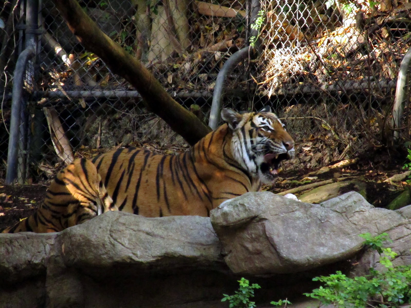 Our tiger encounter at the San Diego Zoo