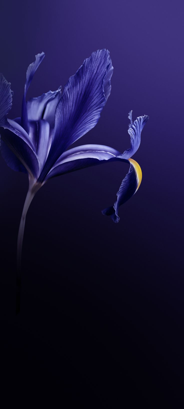 Vivo X30 Pro Wallpaper (YTECHB Exclusive)