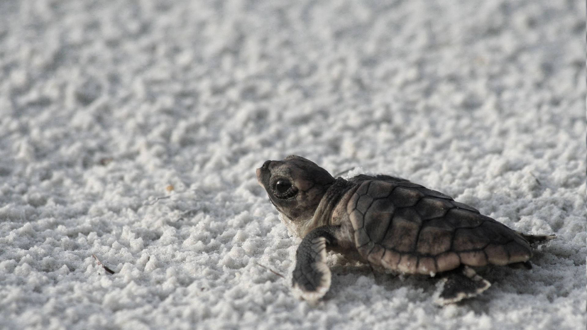 Baby Animal Sea Turtle Wallpaper