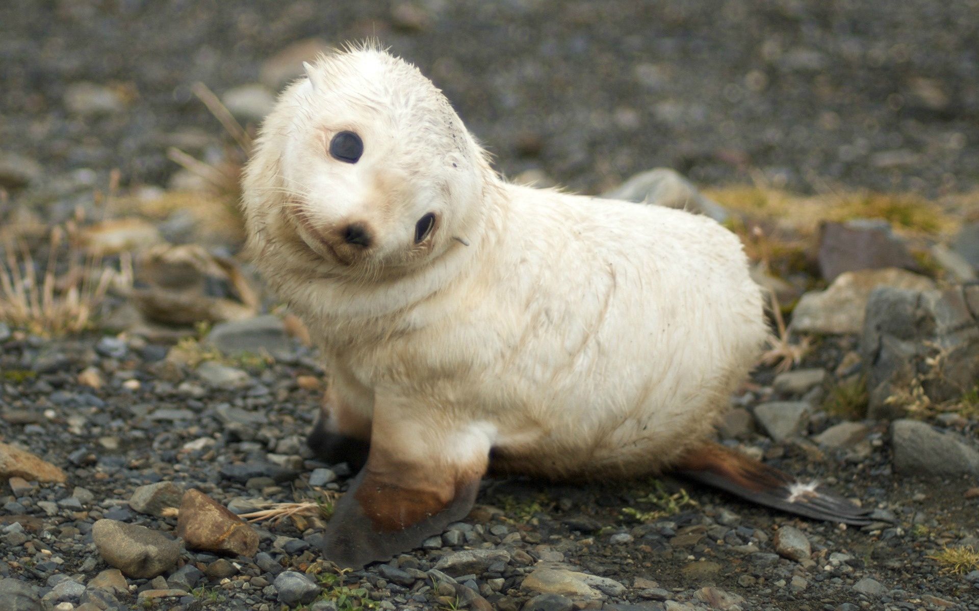 This? Just a baby Sea Lion, not a big