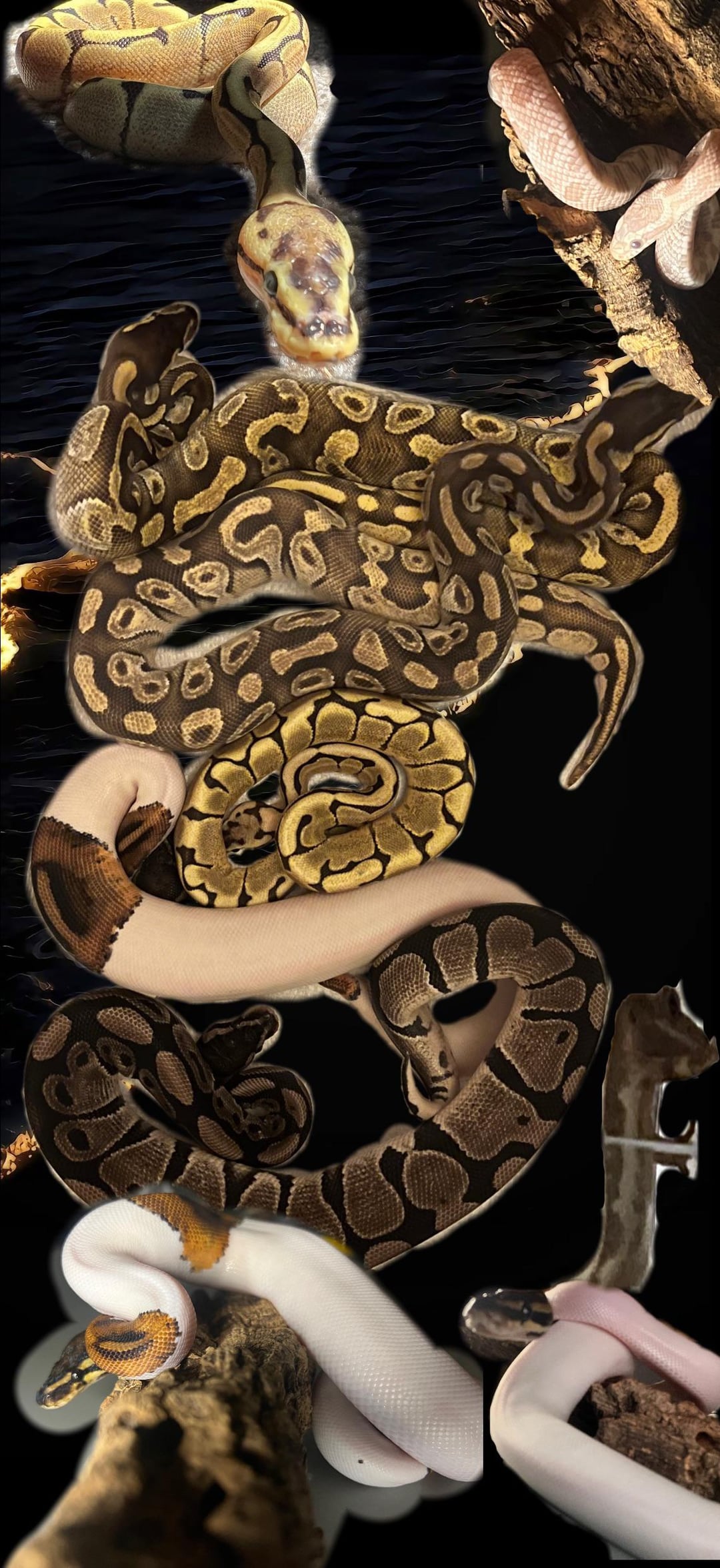 Ball python wallpaper