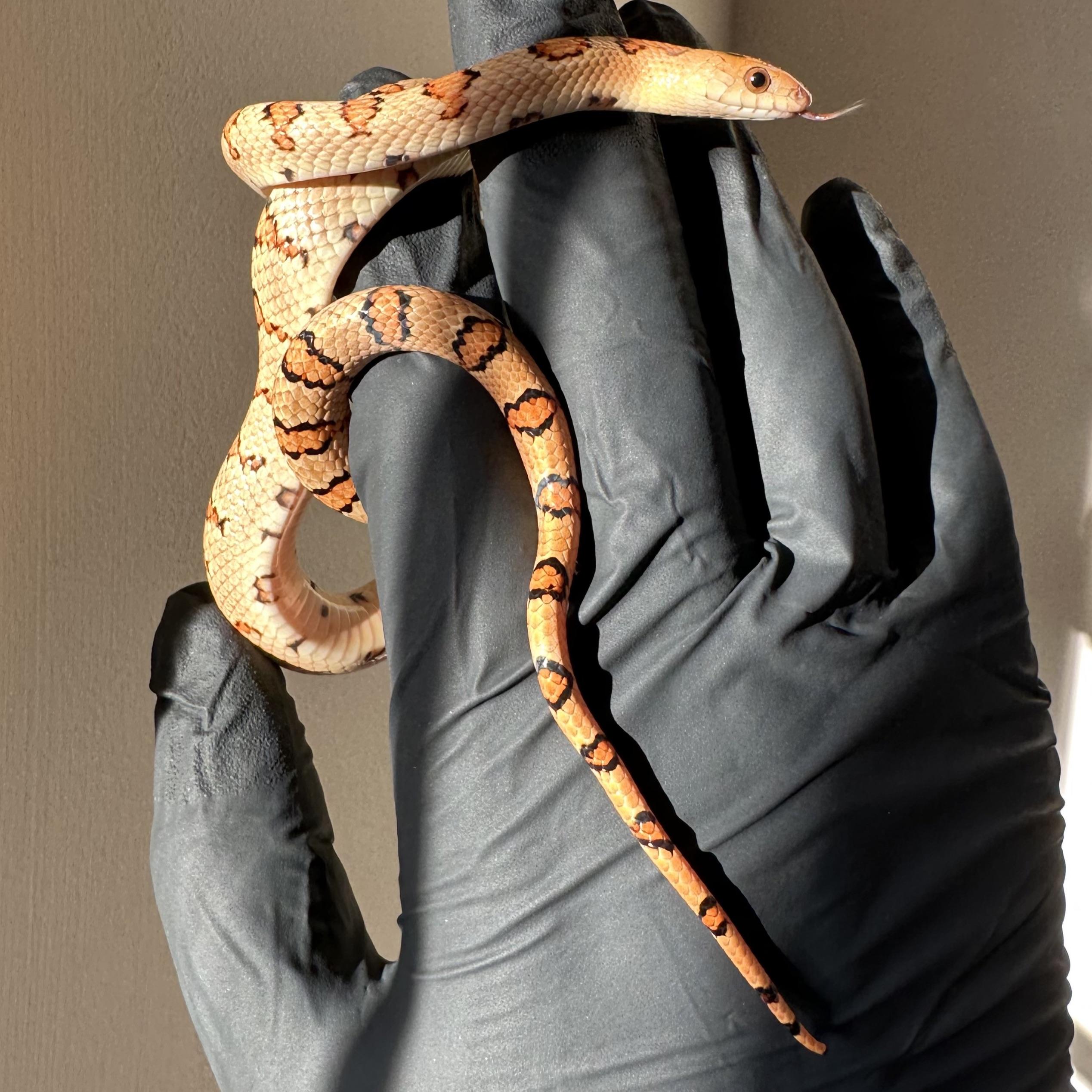 other lighting for snake photo