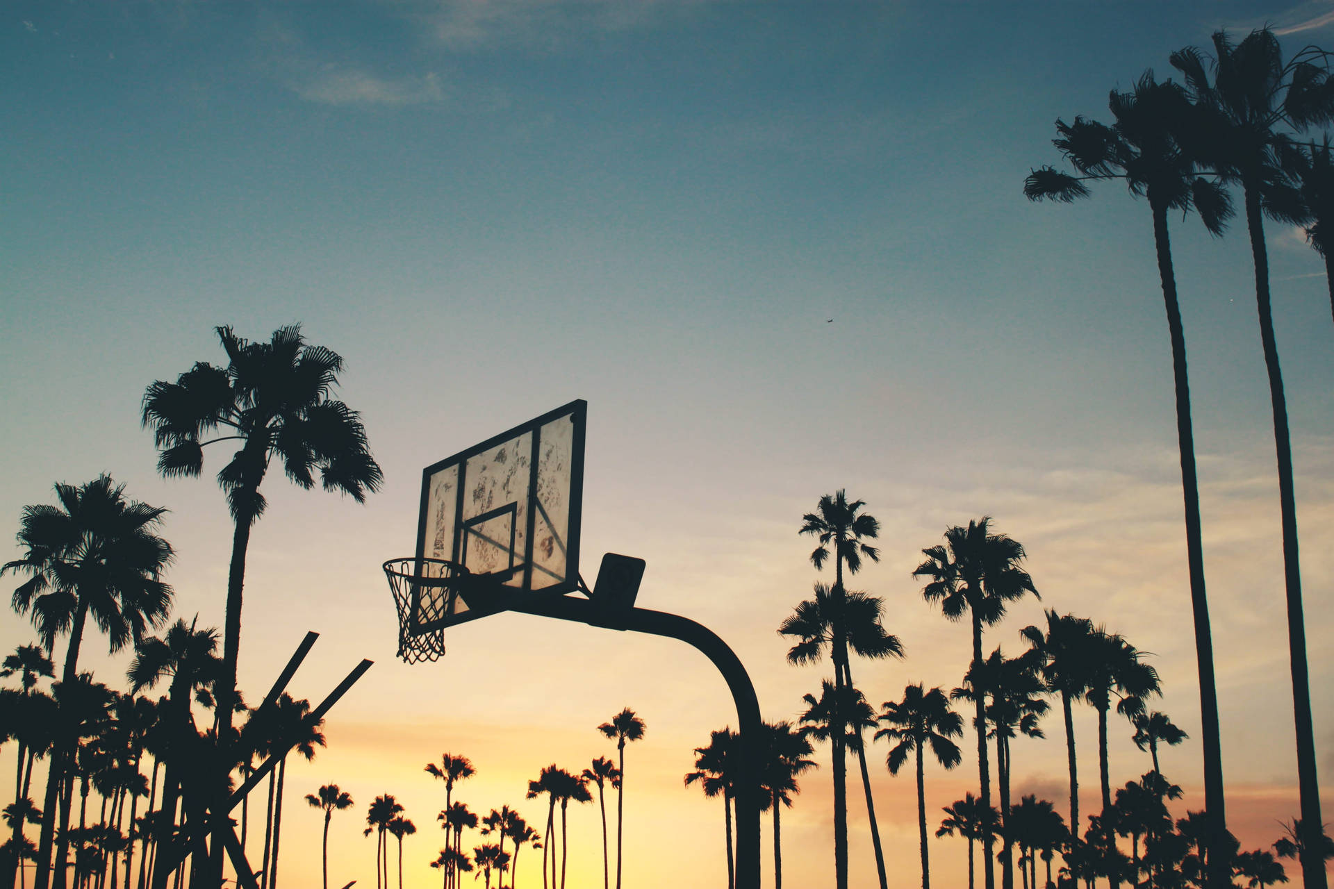 Download Palm Tree Sunset Basketball