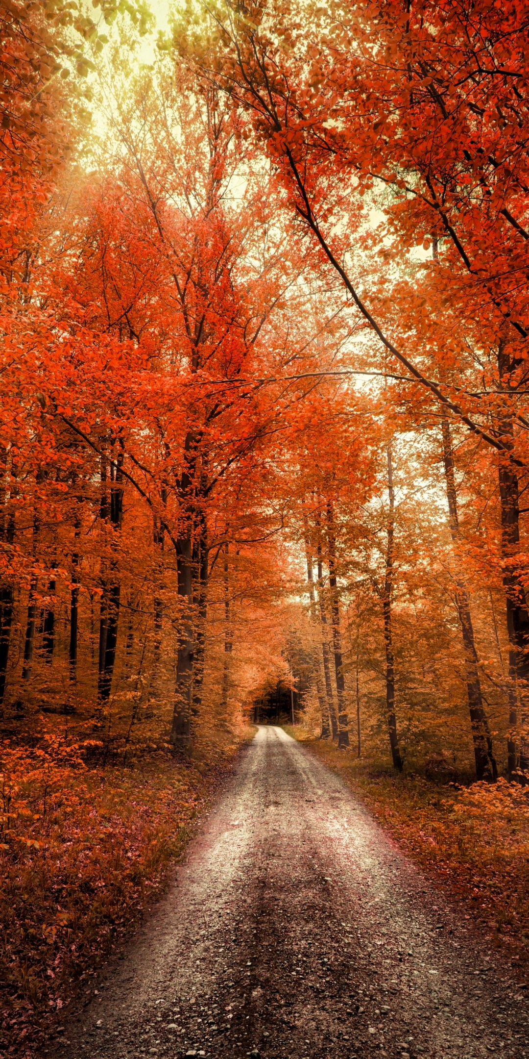 Autumn Forest Wallpaper 4K, Passage