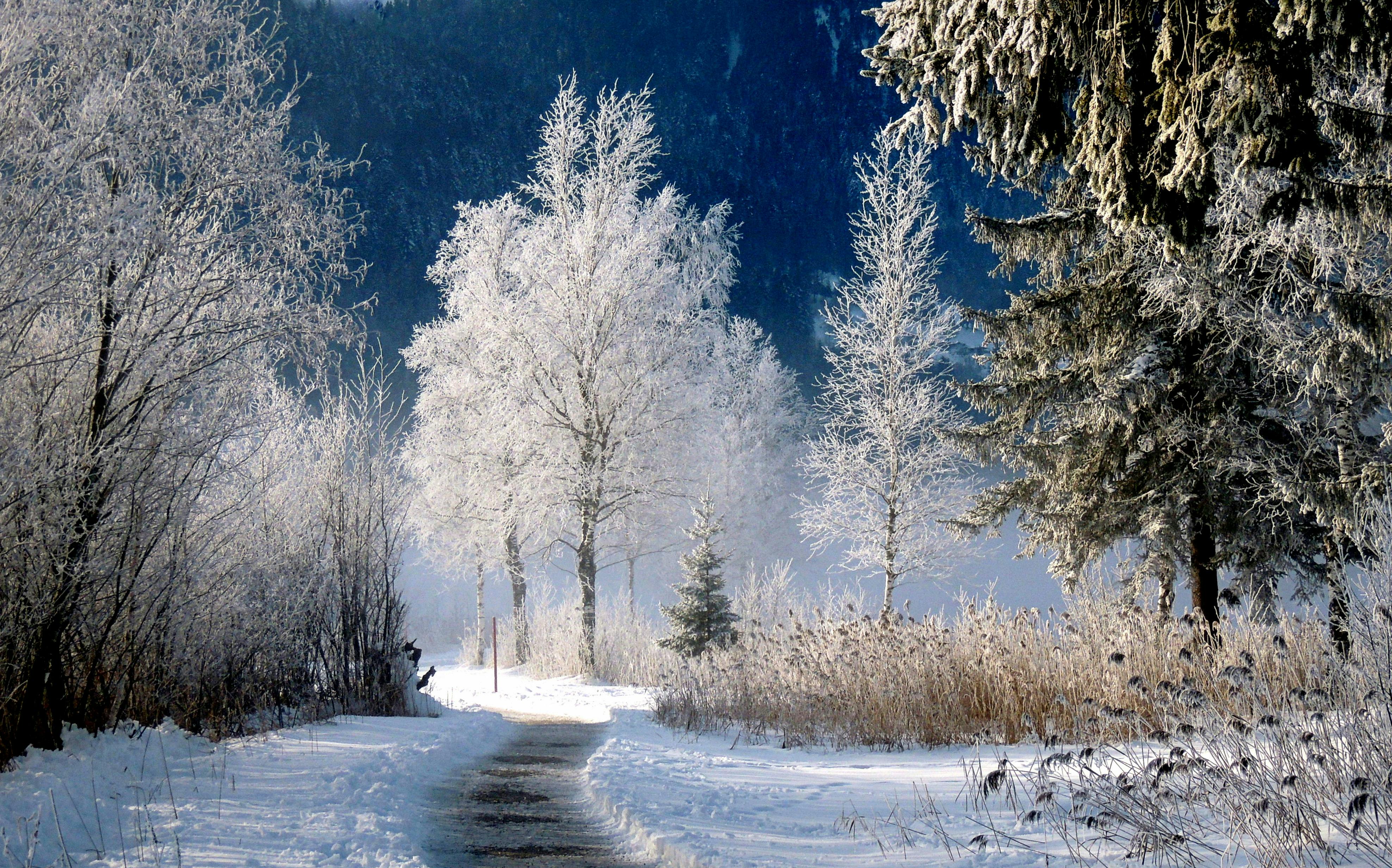 Scenic Winter Landscape · Free