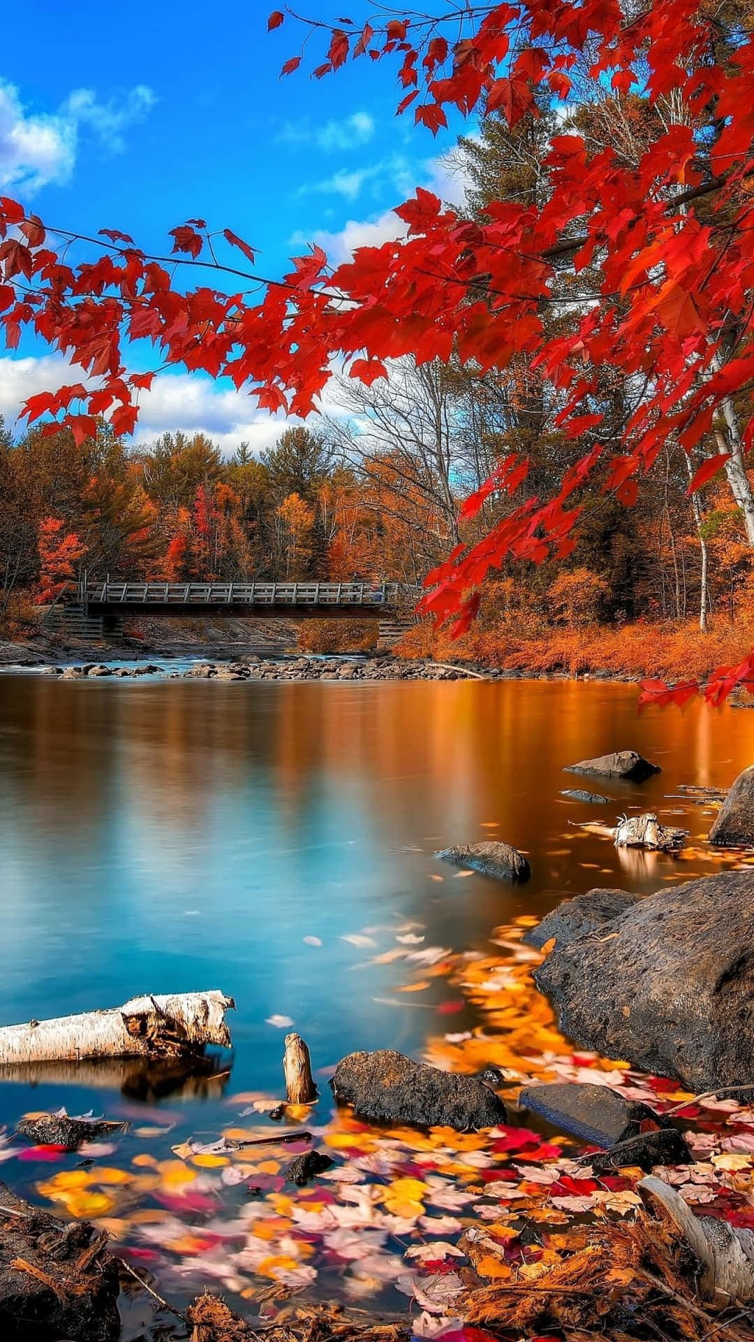 Download fall leaves on the water