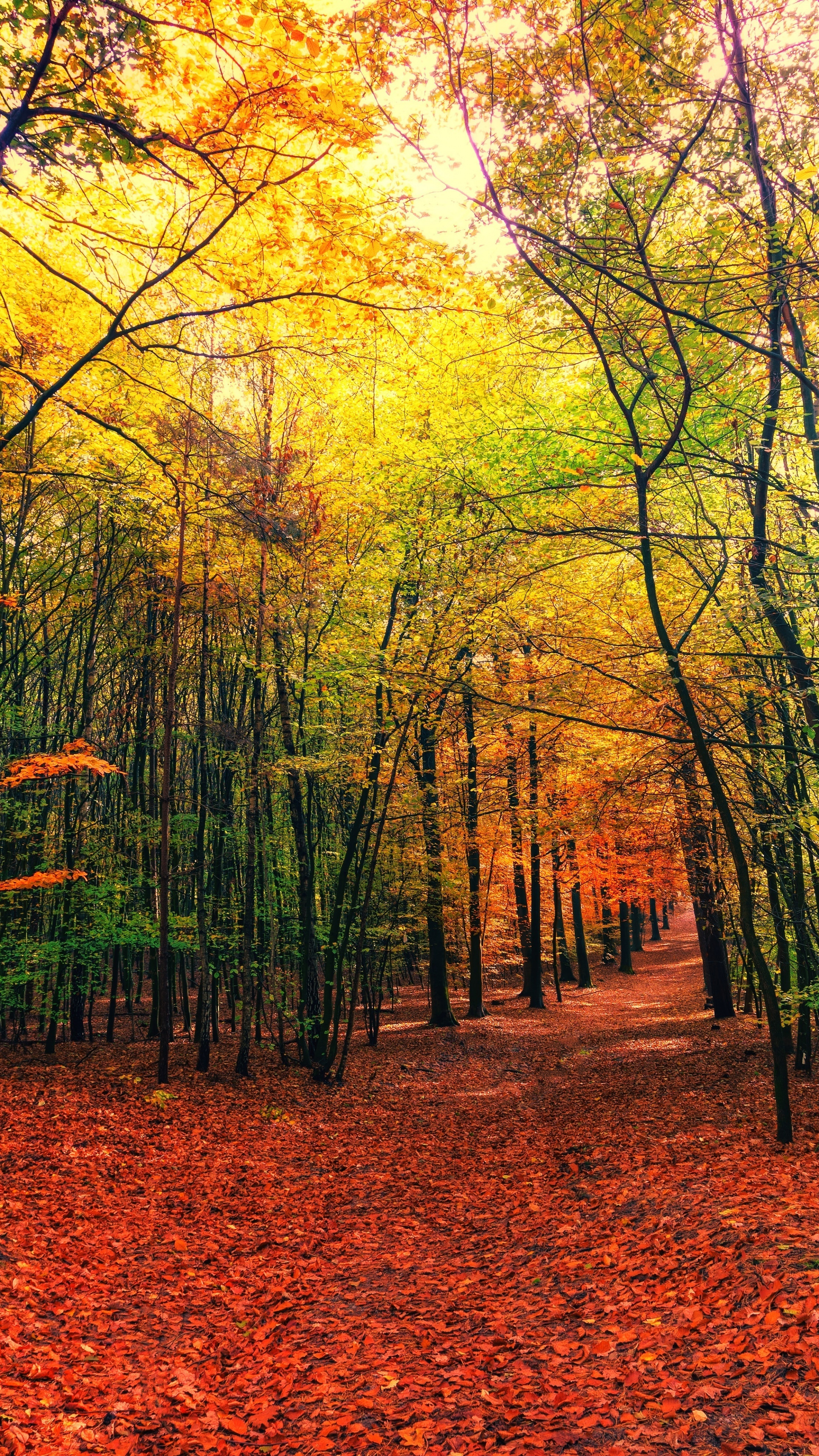 Download wallpaper 2160x3840 autumn