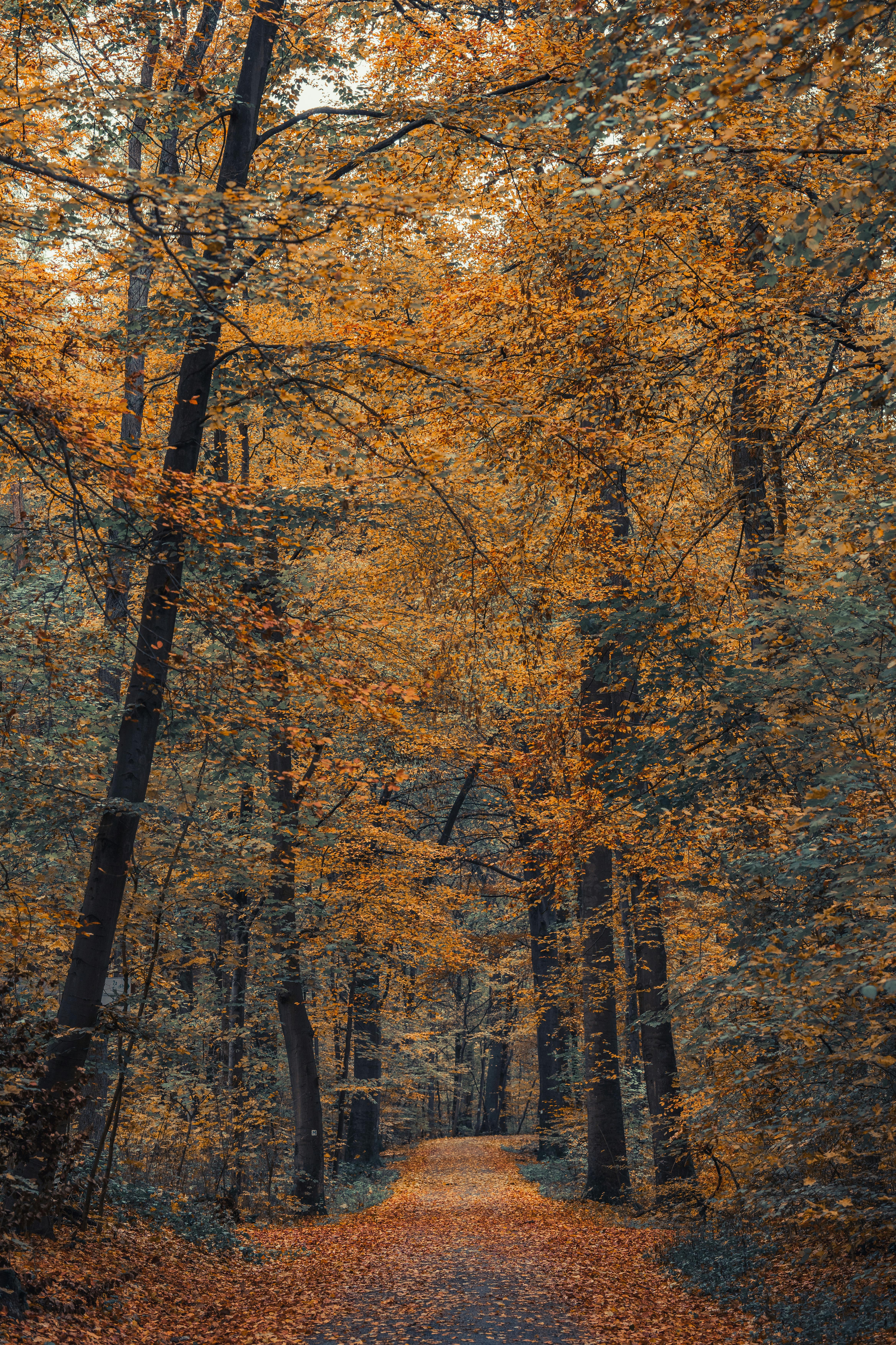 View of Trees in the Forest in Autumn