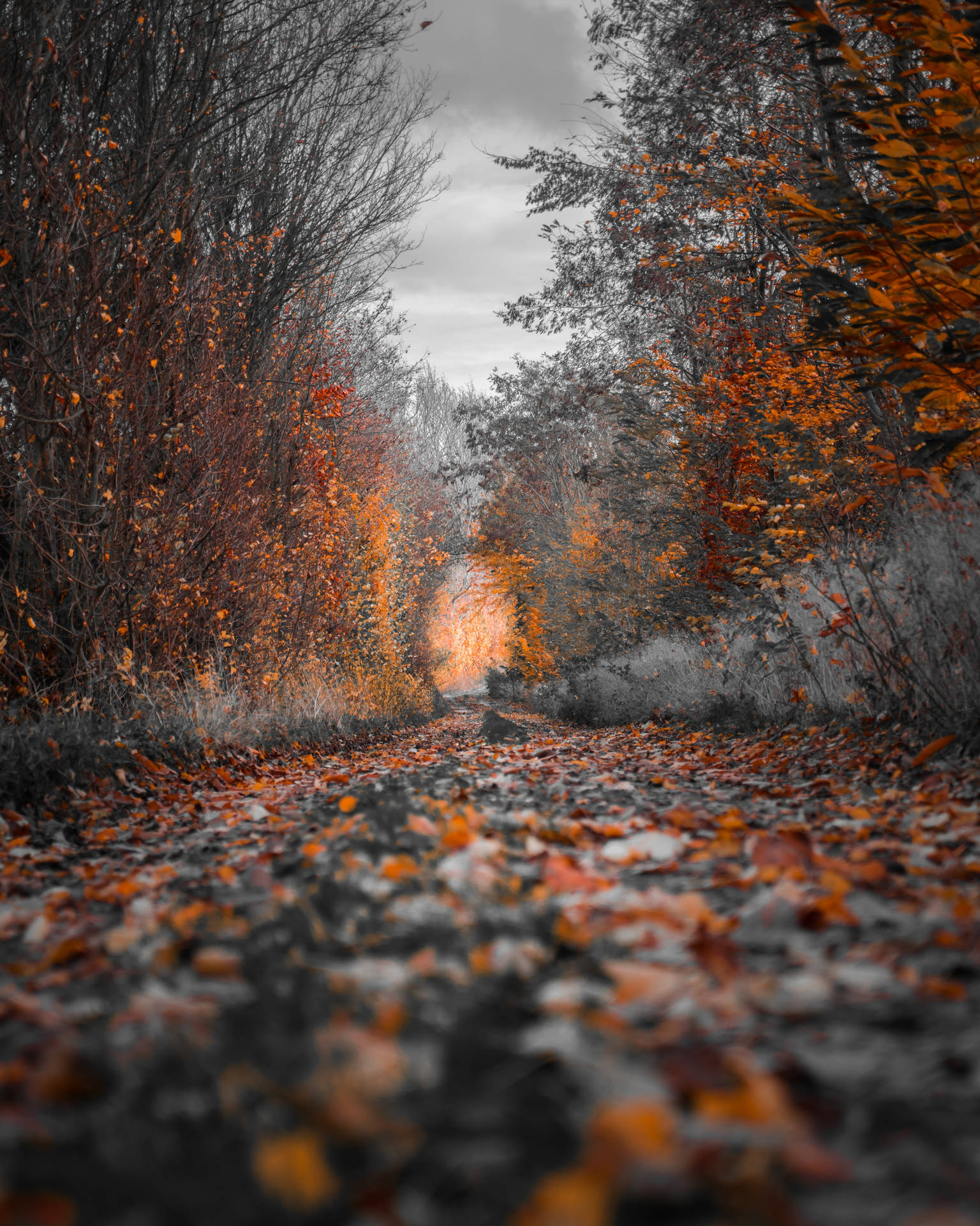 4k IPhone Autumn Gravel Road Wallpaper