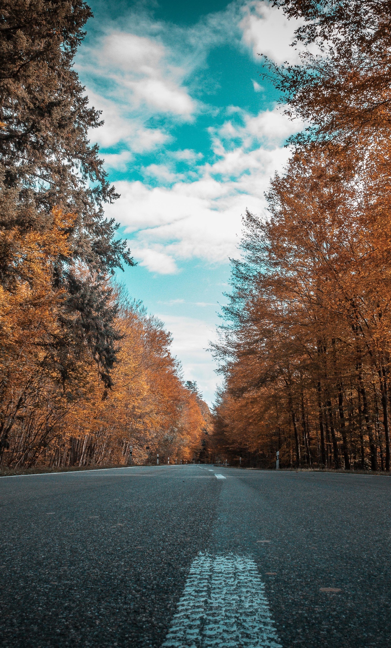 Alone Road Forest Autumn