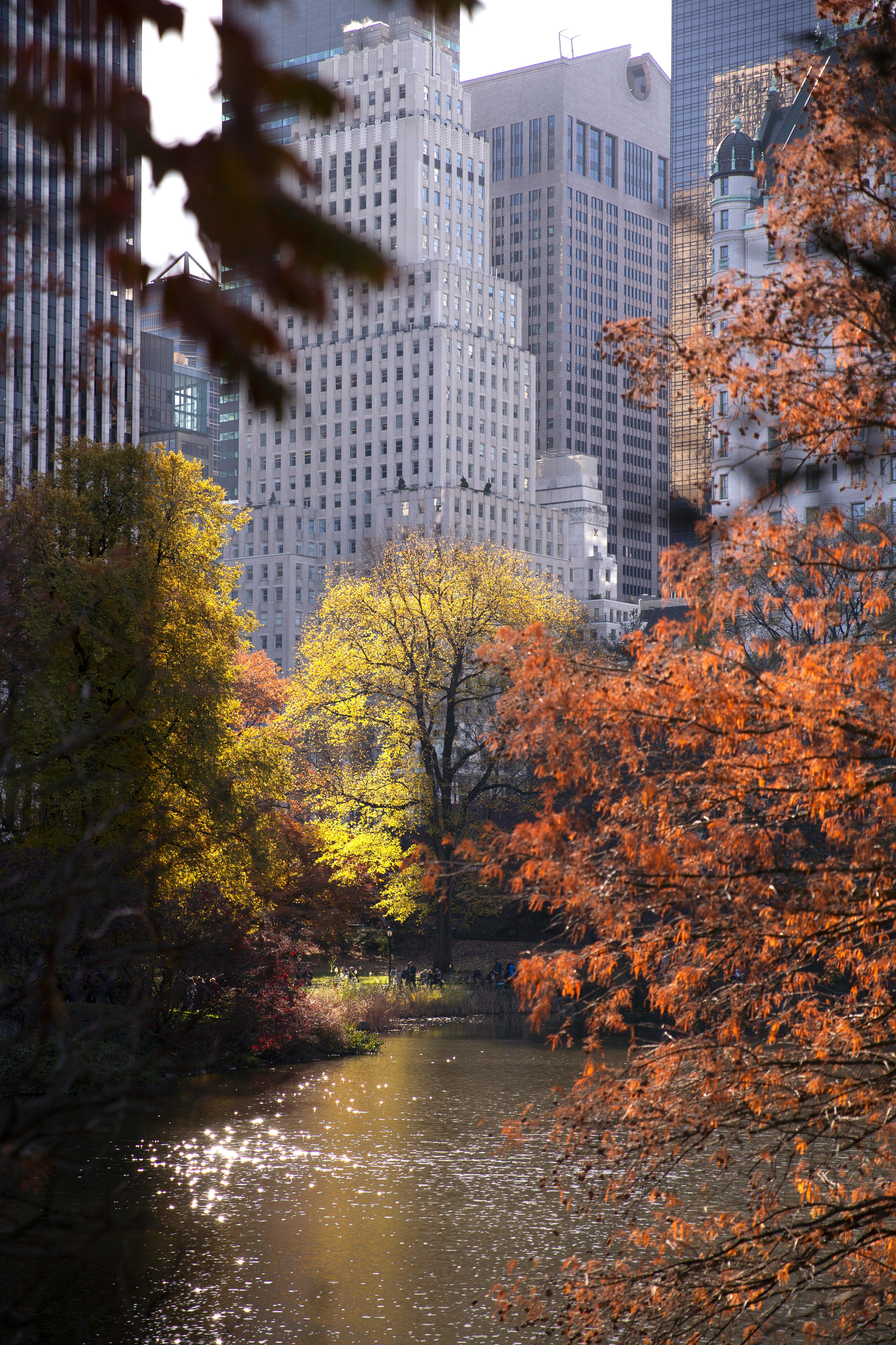 Trees in Central Park in Autumn · Free