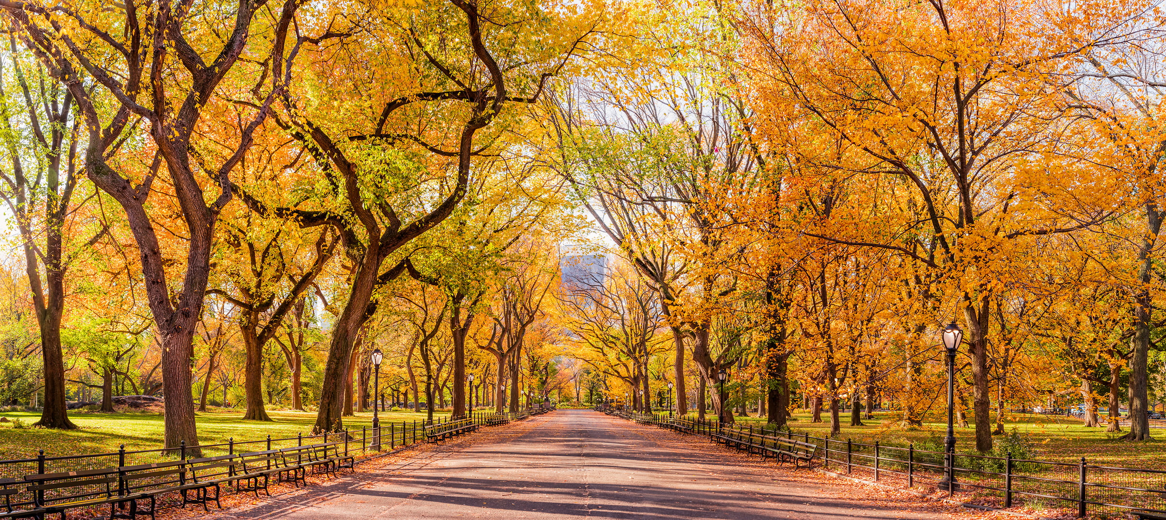 Central Park in Autumn: Fine Art Photo