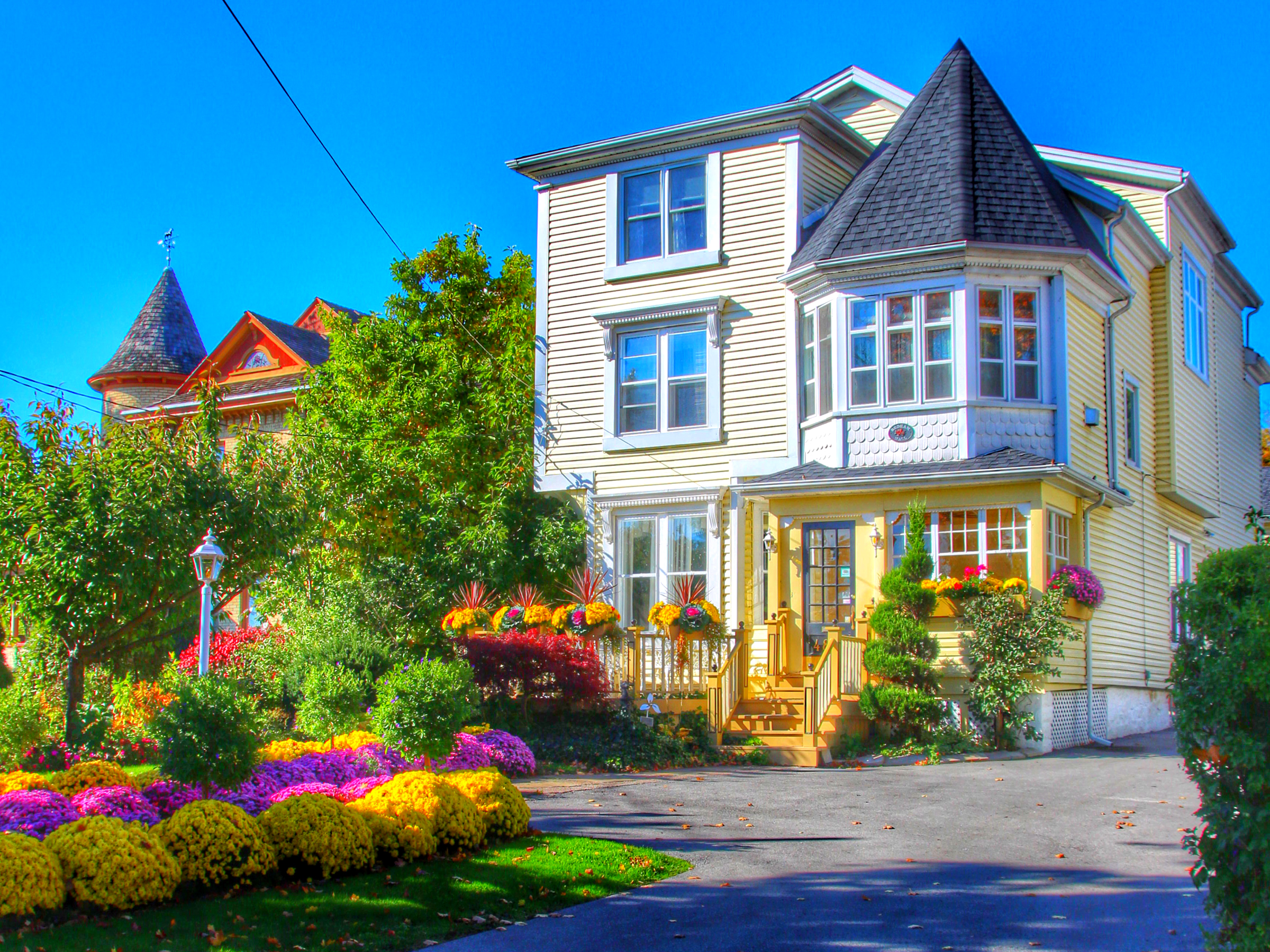 Download Bush Flower Colorful Colors