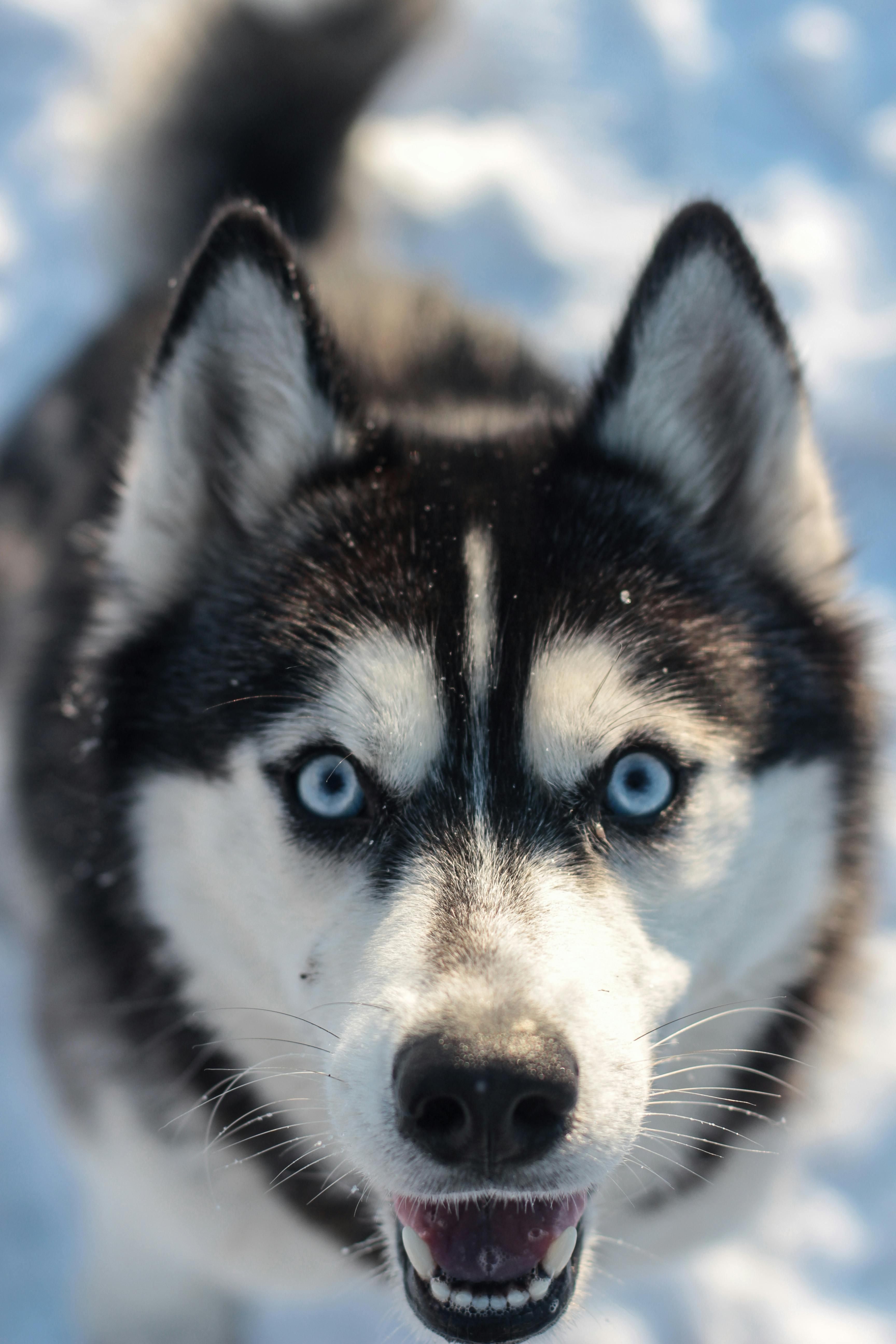 Siberian Husky Photo, Download