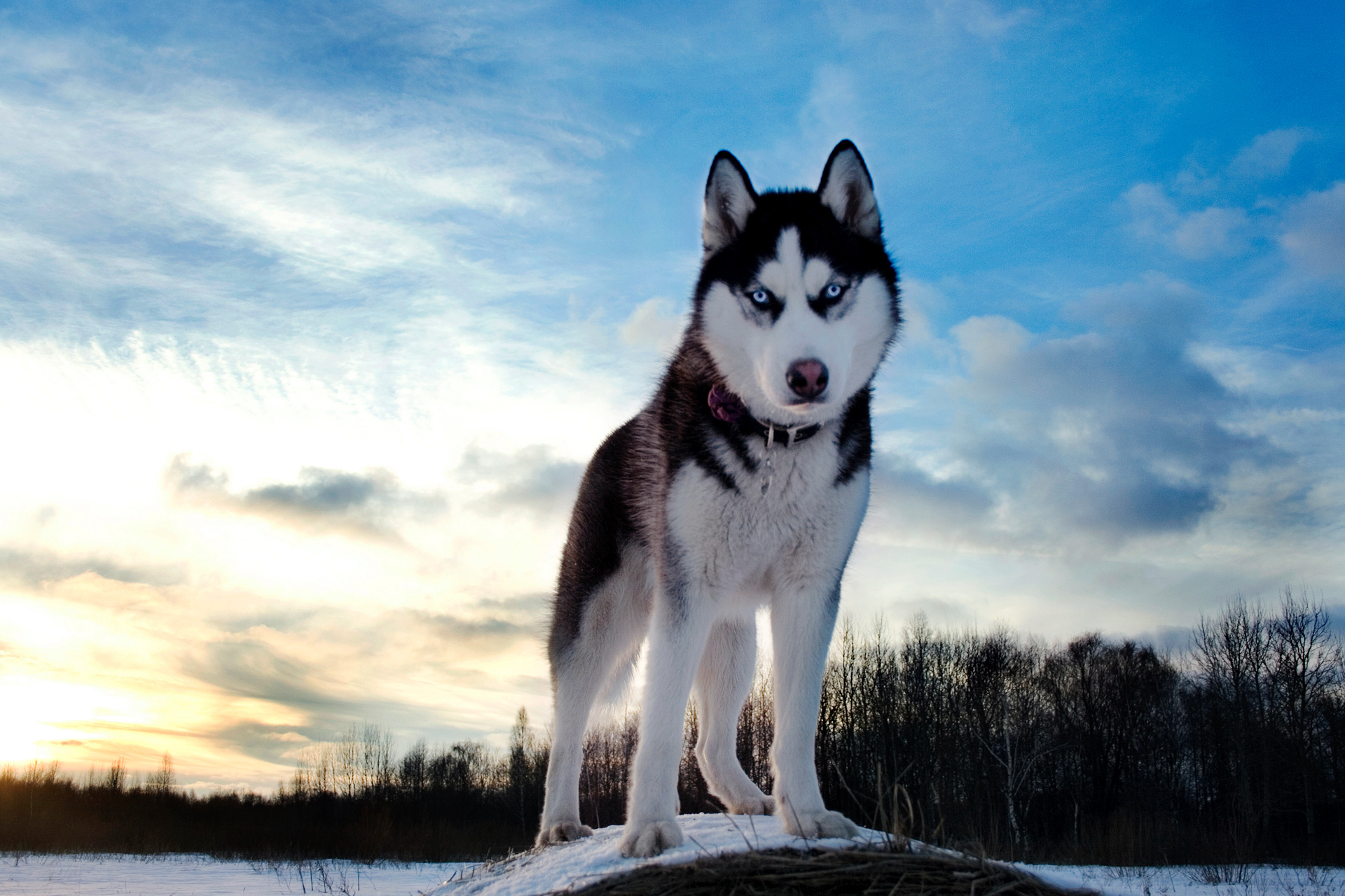 Majestic Husky HD Wallpaper