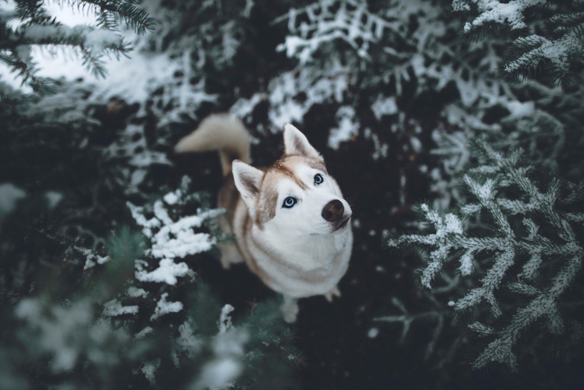 Siberian Husky Wallpaper