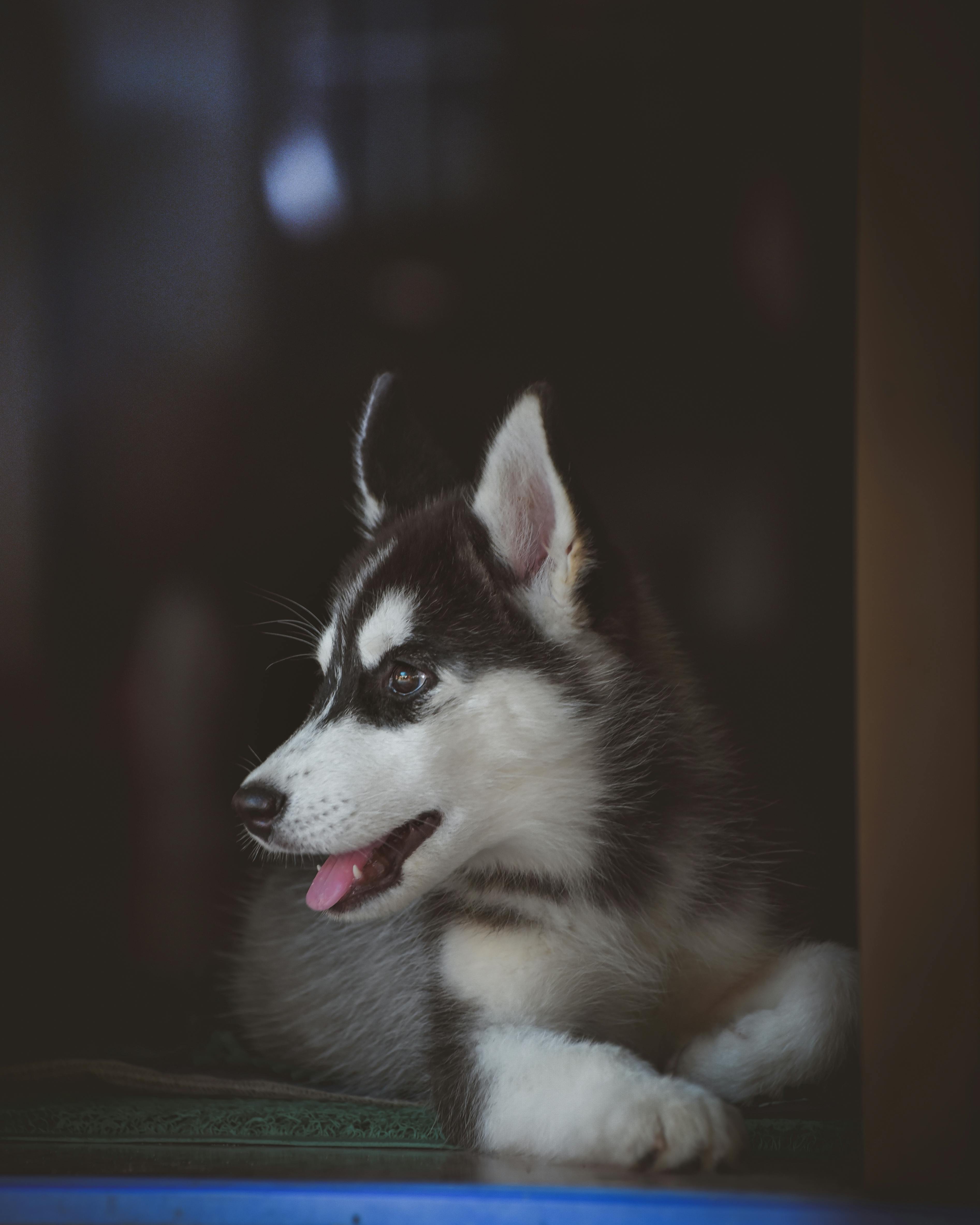 Siberian Husky Photo, Download