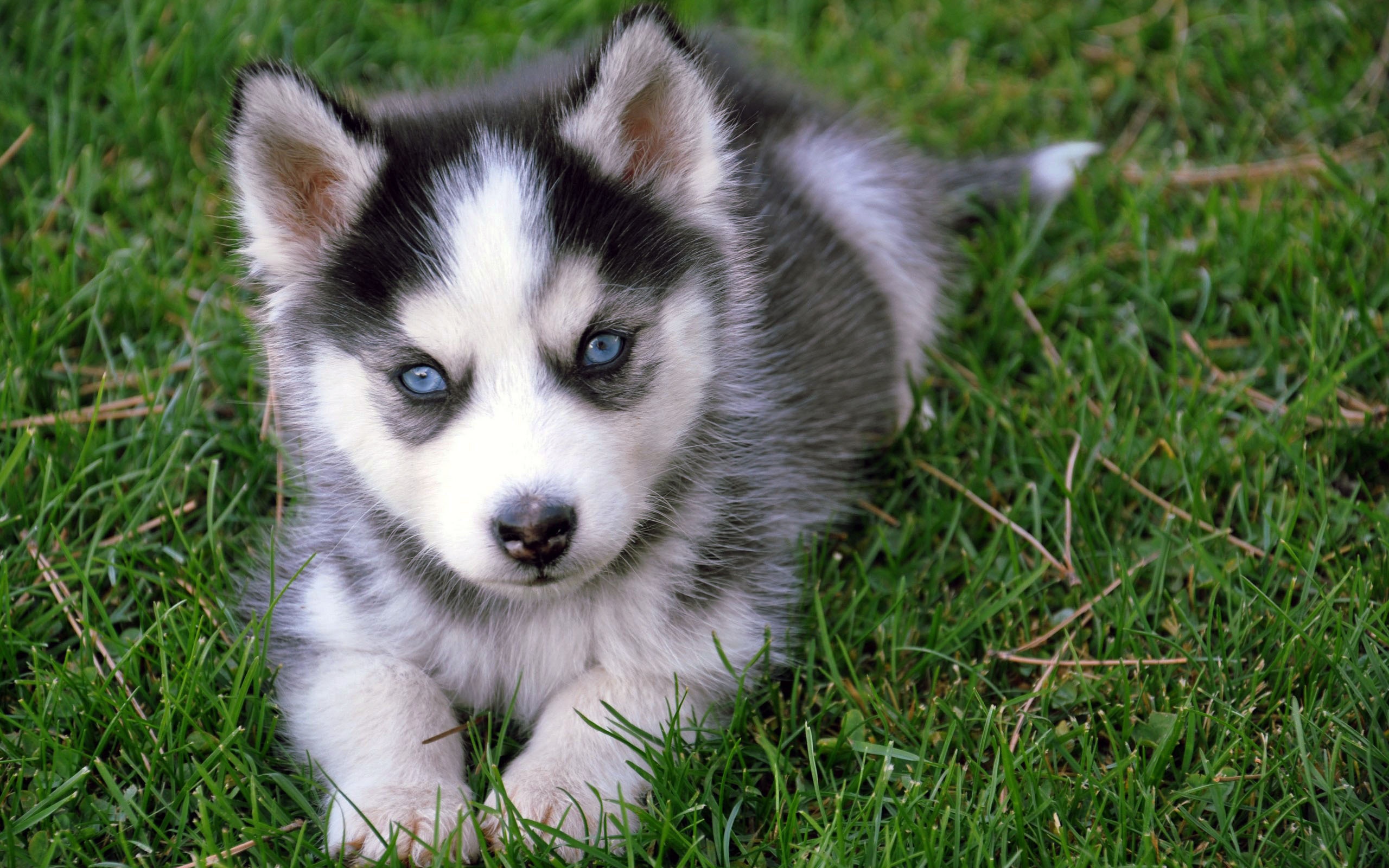 Siberian Husky Puppy HD Wallpaper