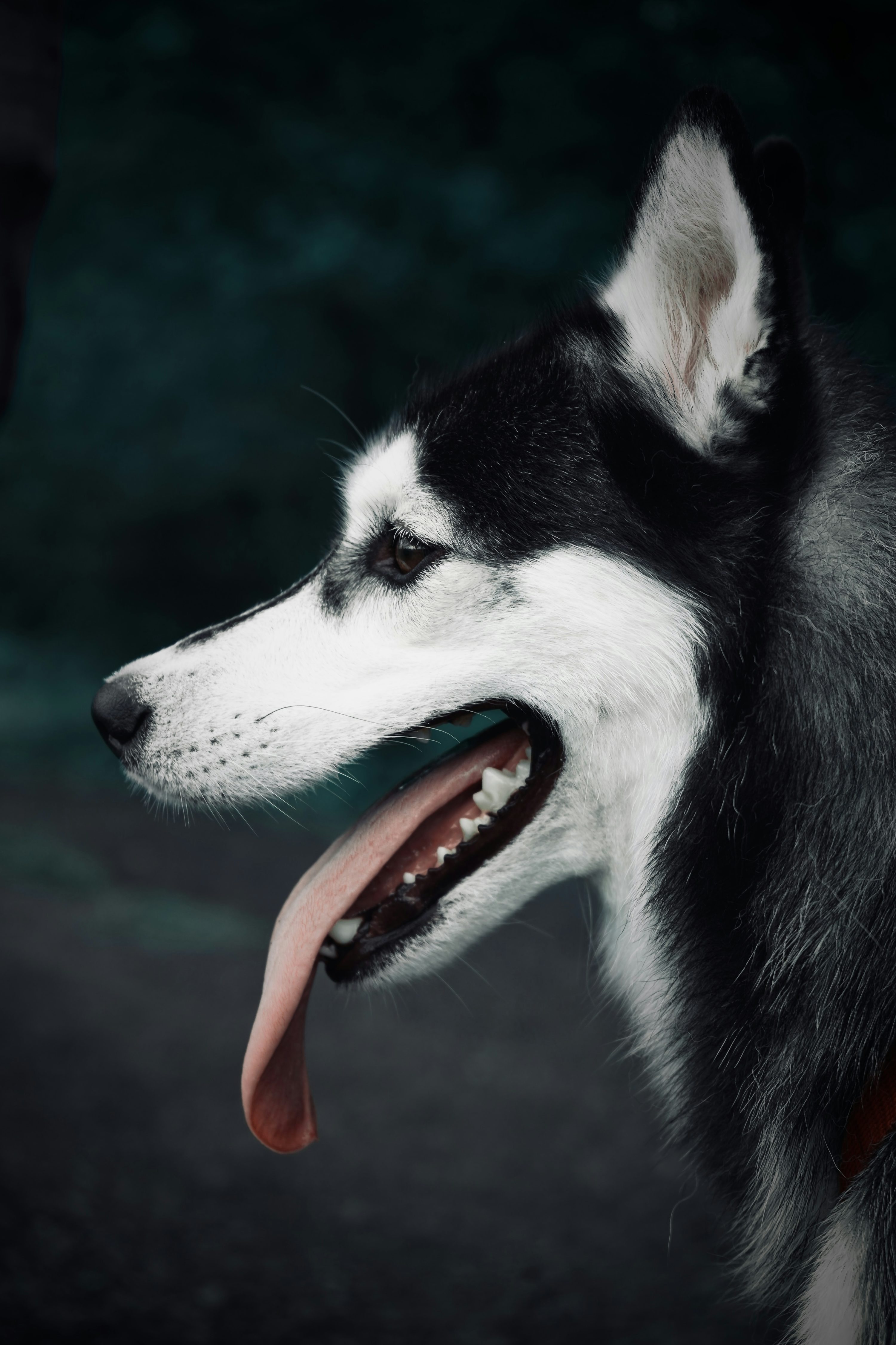 Husky 4K Picture [HD]. Download