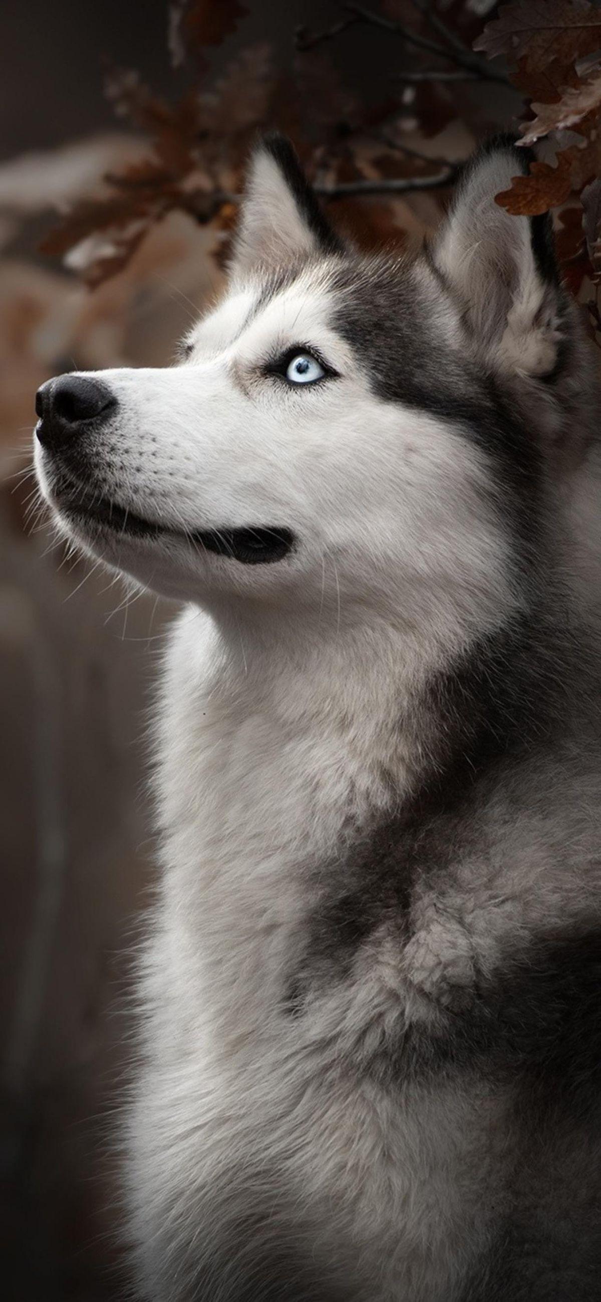 husky wallpaper image APK
