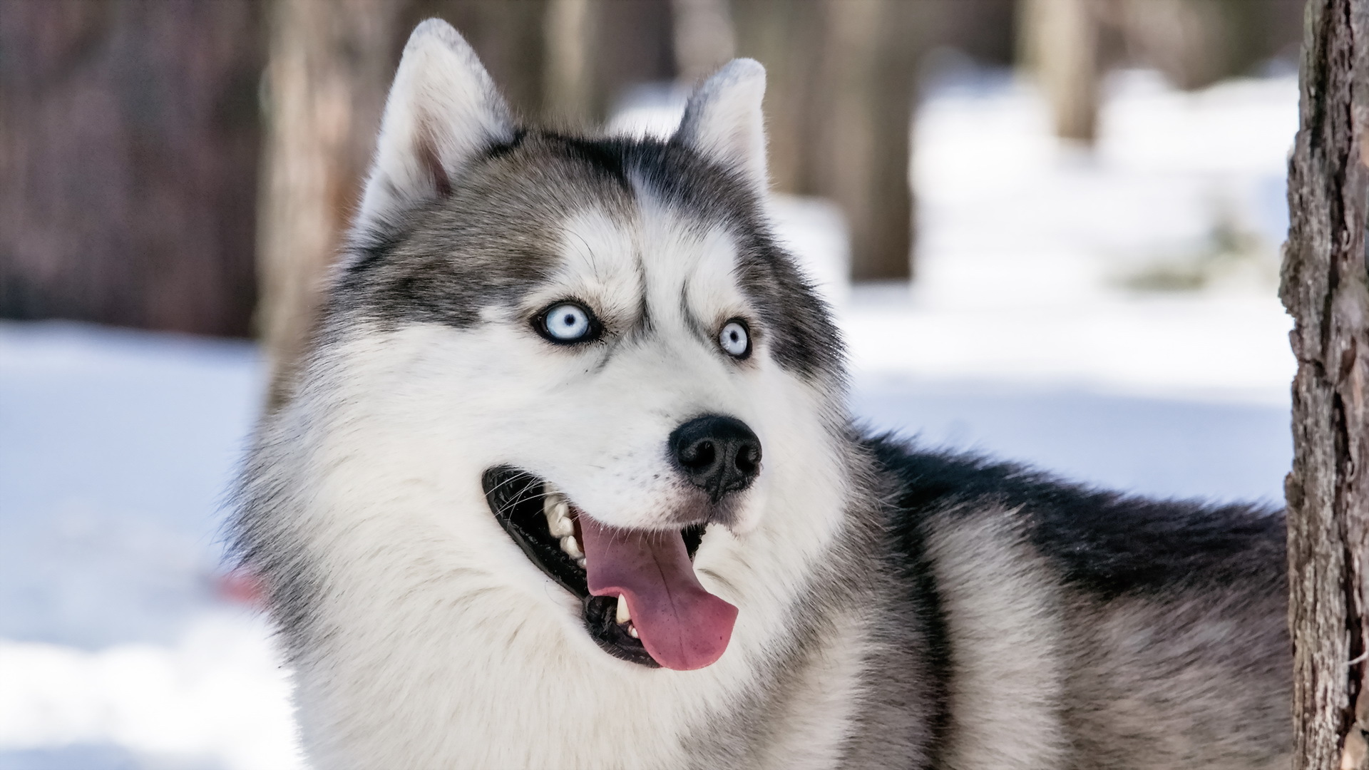 Wallpaper dog, look, Siberian husky