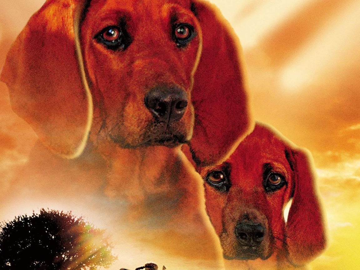 Where the Red Fern Grows Picture