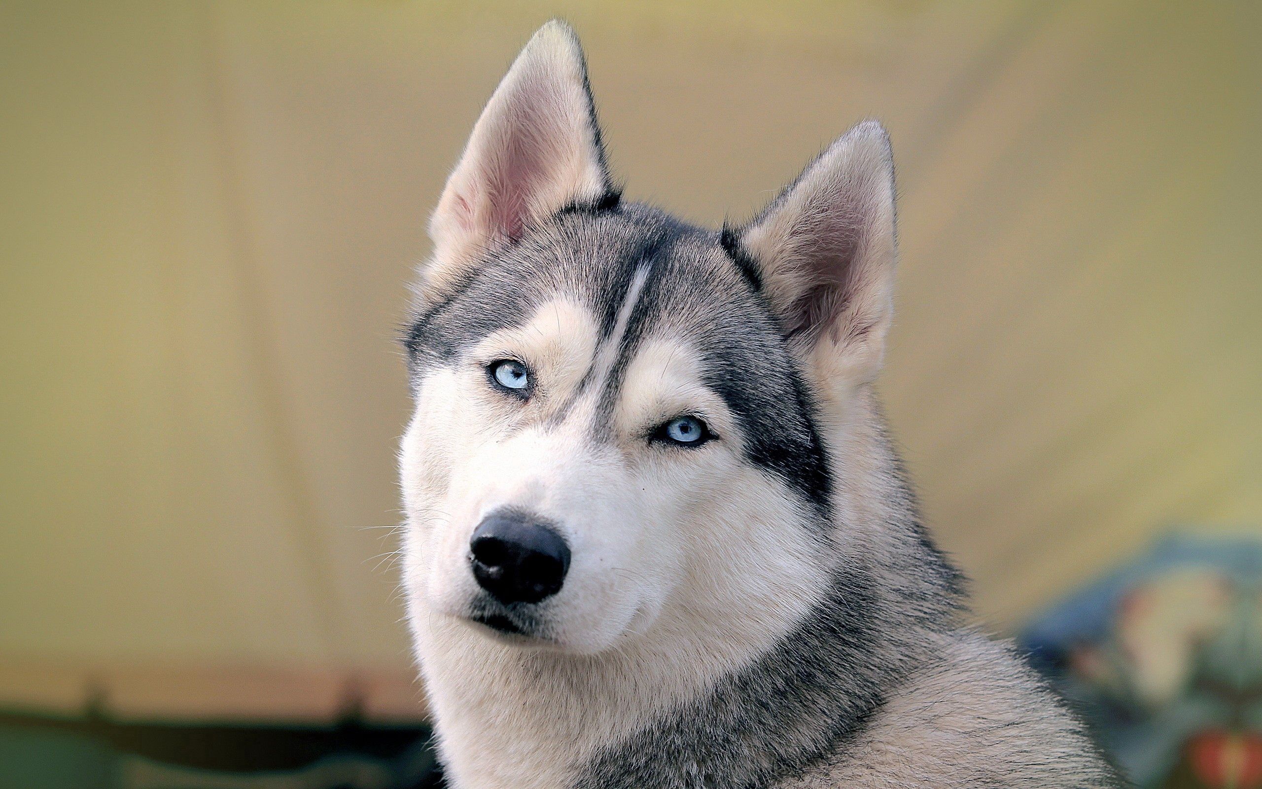 Husky wallpaper for mobile phone