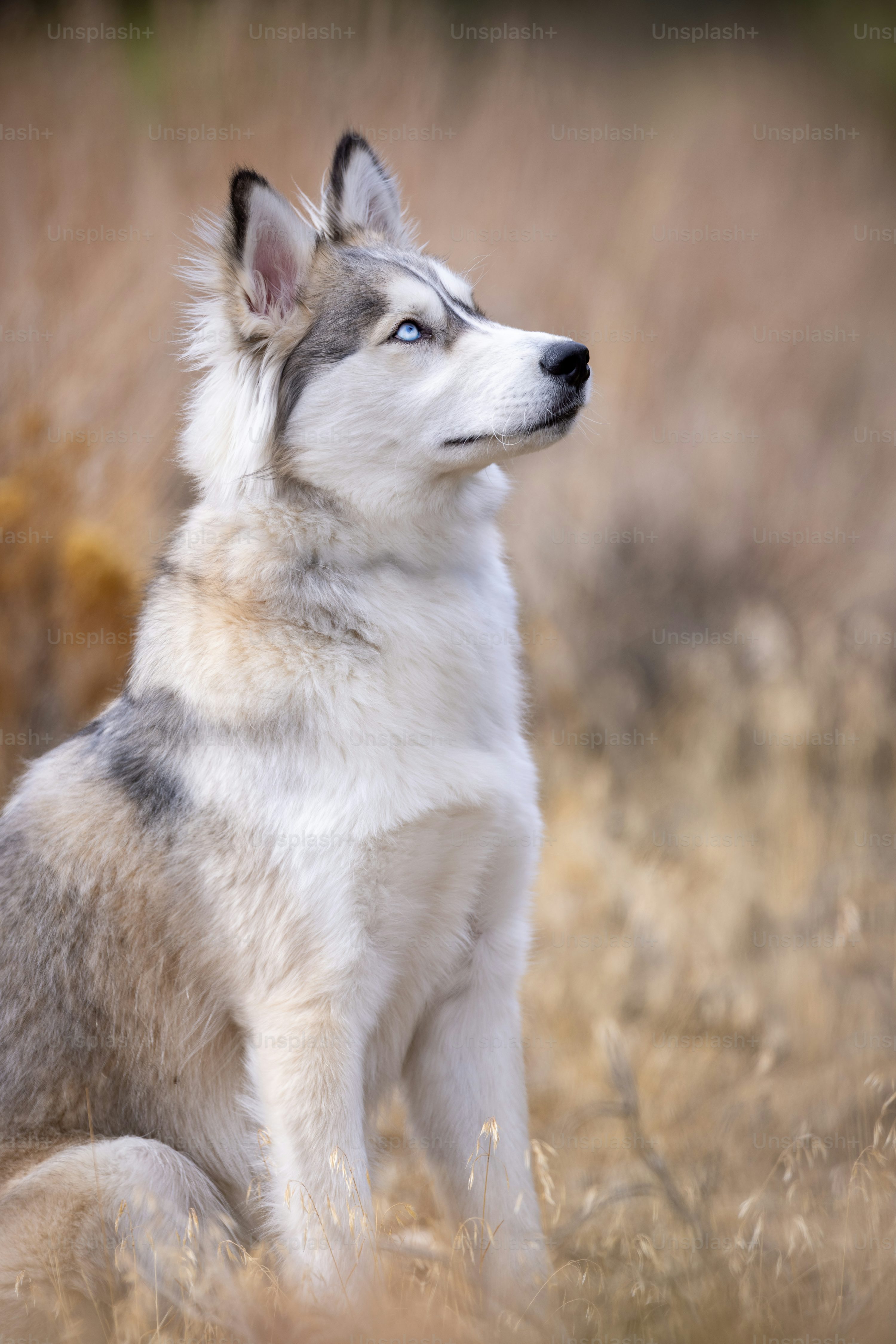 50,Wolf Dog Picture. Download
