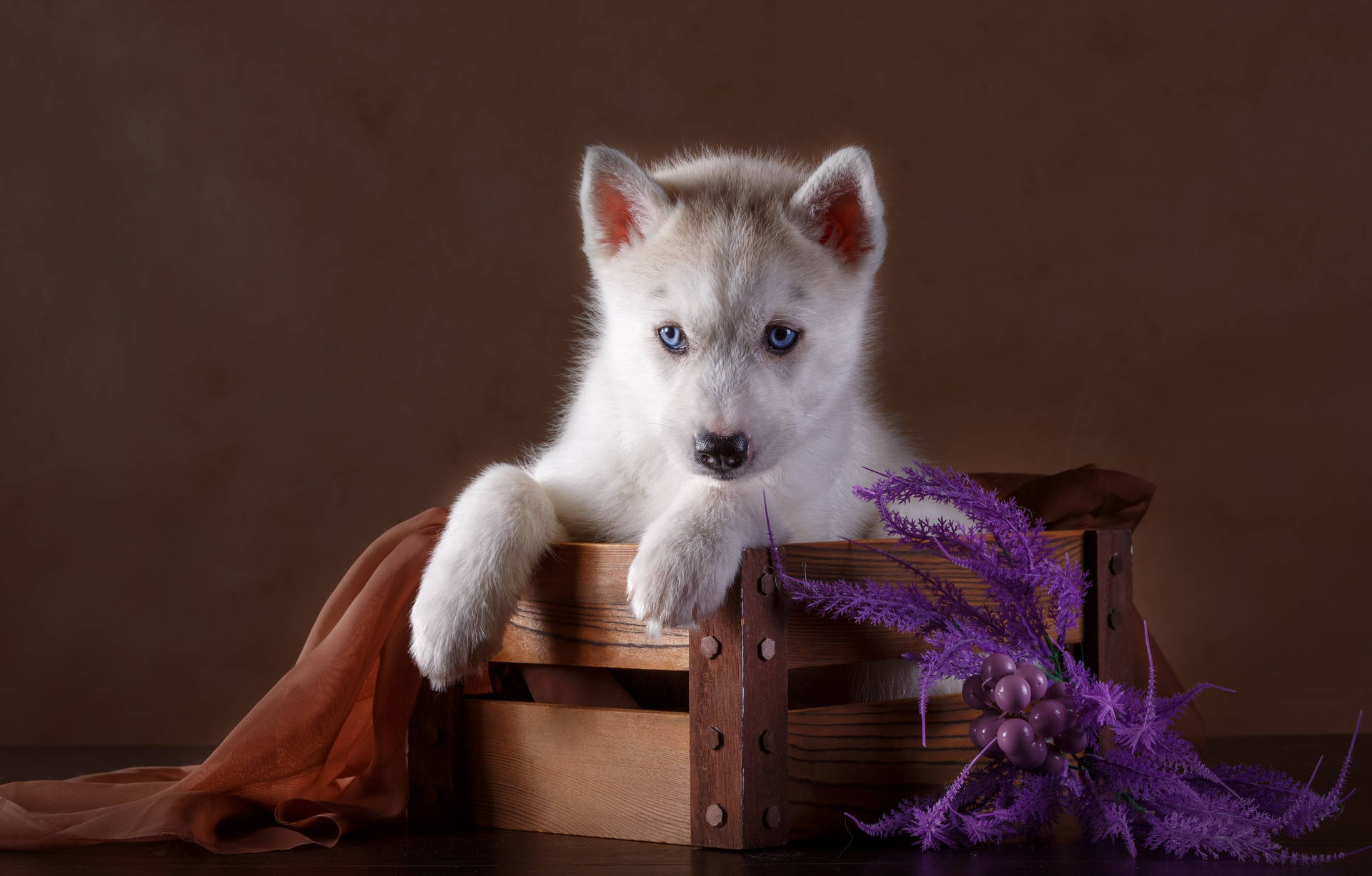 Husky Puppy Wallpaper