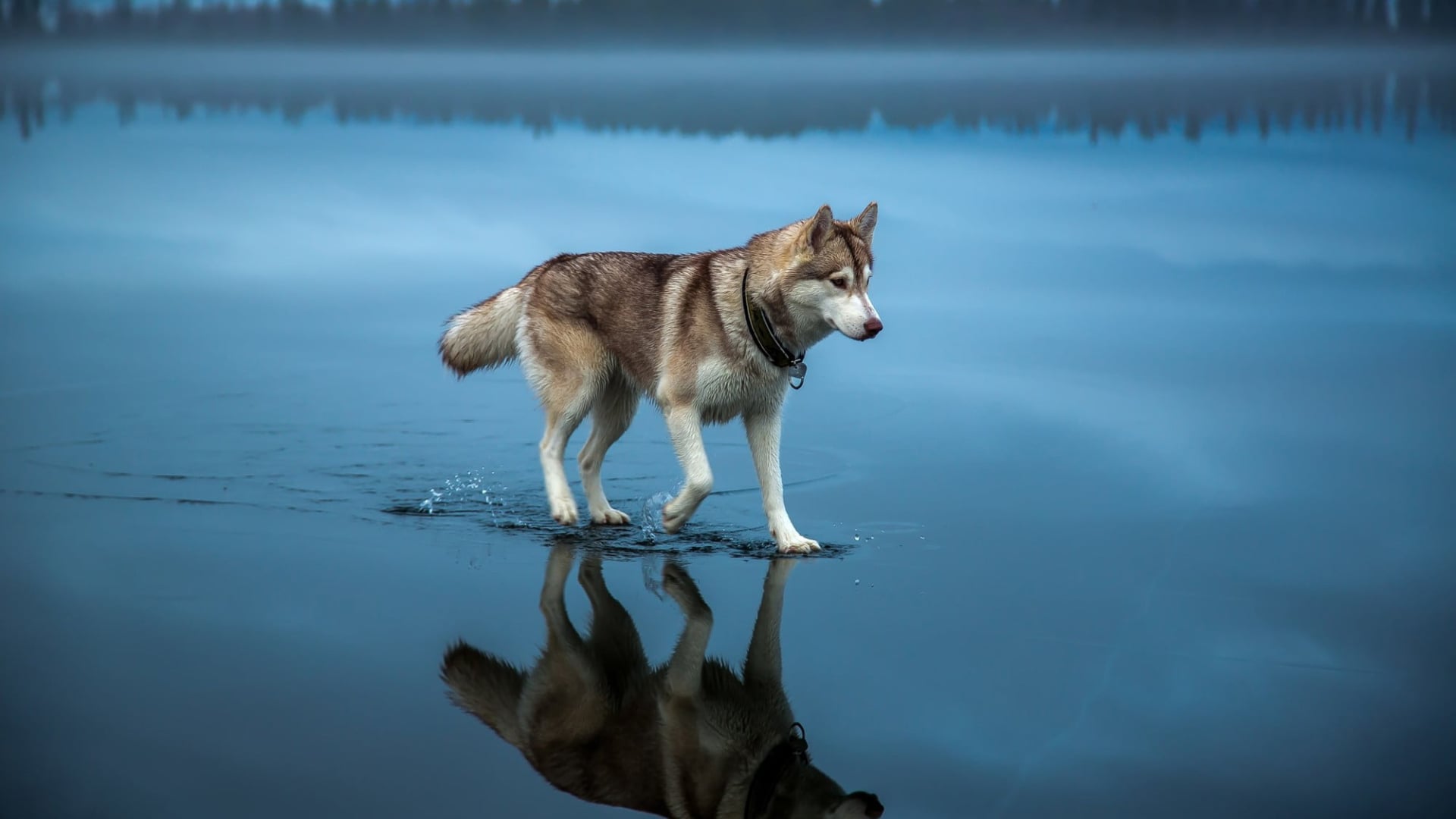 Brown Siberian Husky [1920 x 1080], r