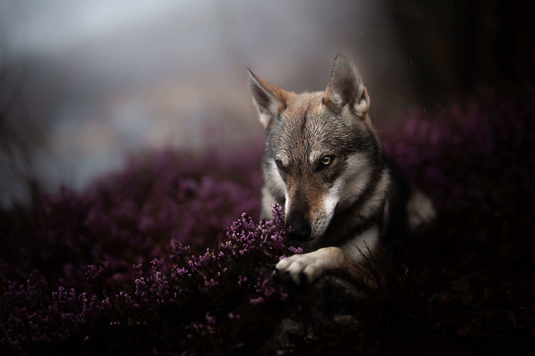 Download Dog Animal Wolfdog HD Wallpaper