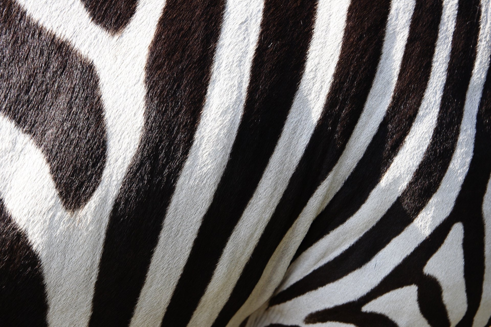 Download Fur Black & White Stripes
