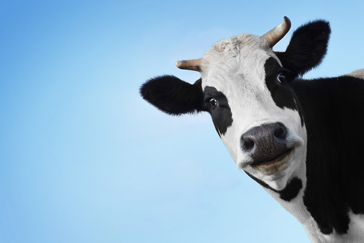 Desktop Wallpaper Cow Snout animal