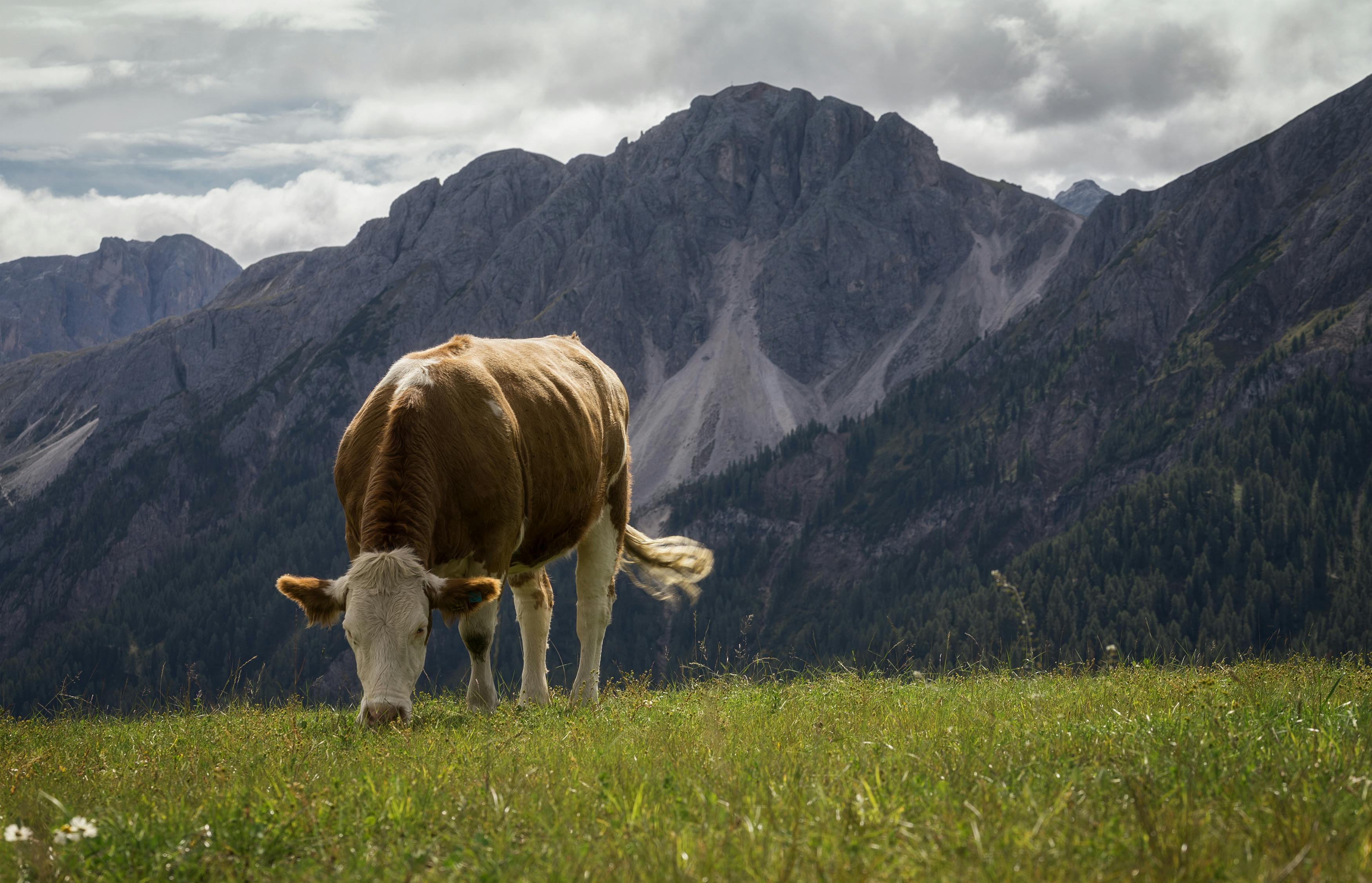 White and Brown Cow Nearby Mountains