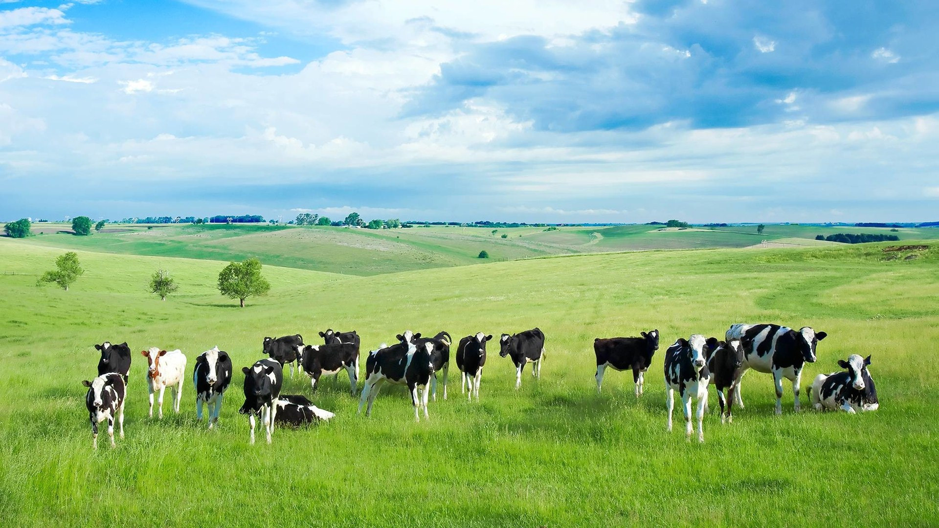 Cow HD Desktop Wallpaper 42643