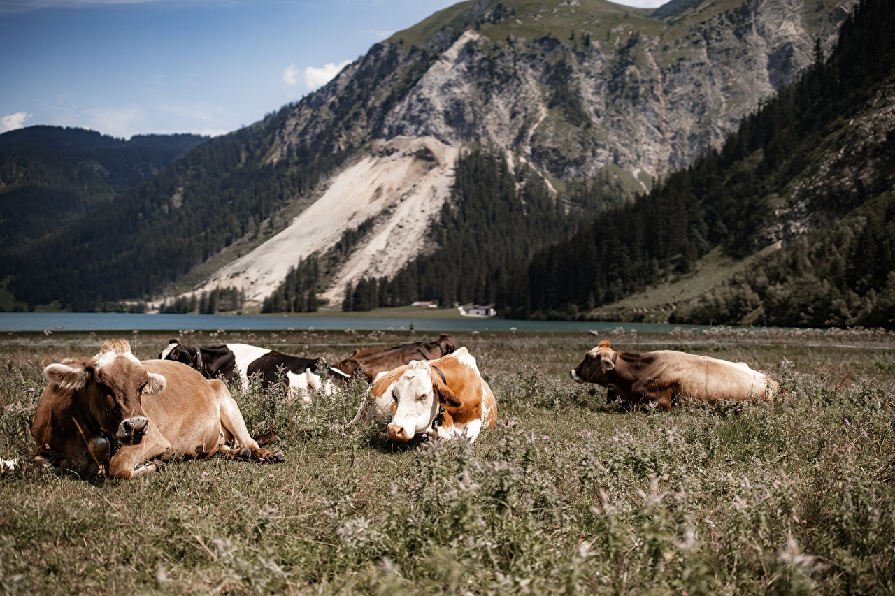 Desktop Wallpaper Cow Alps Austria