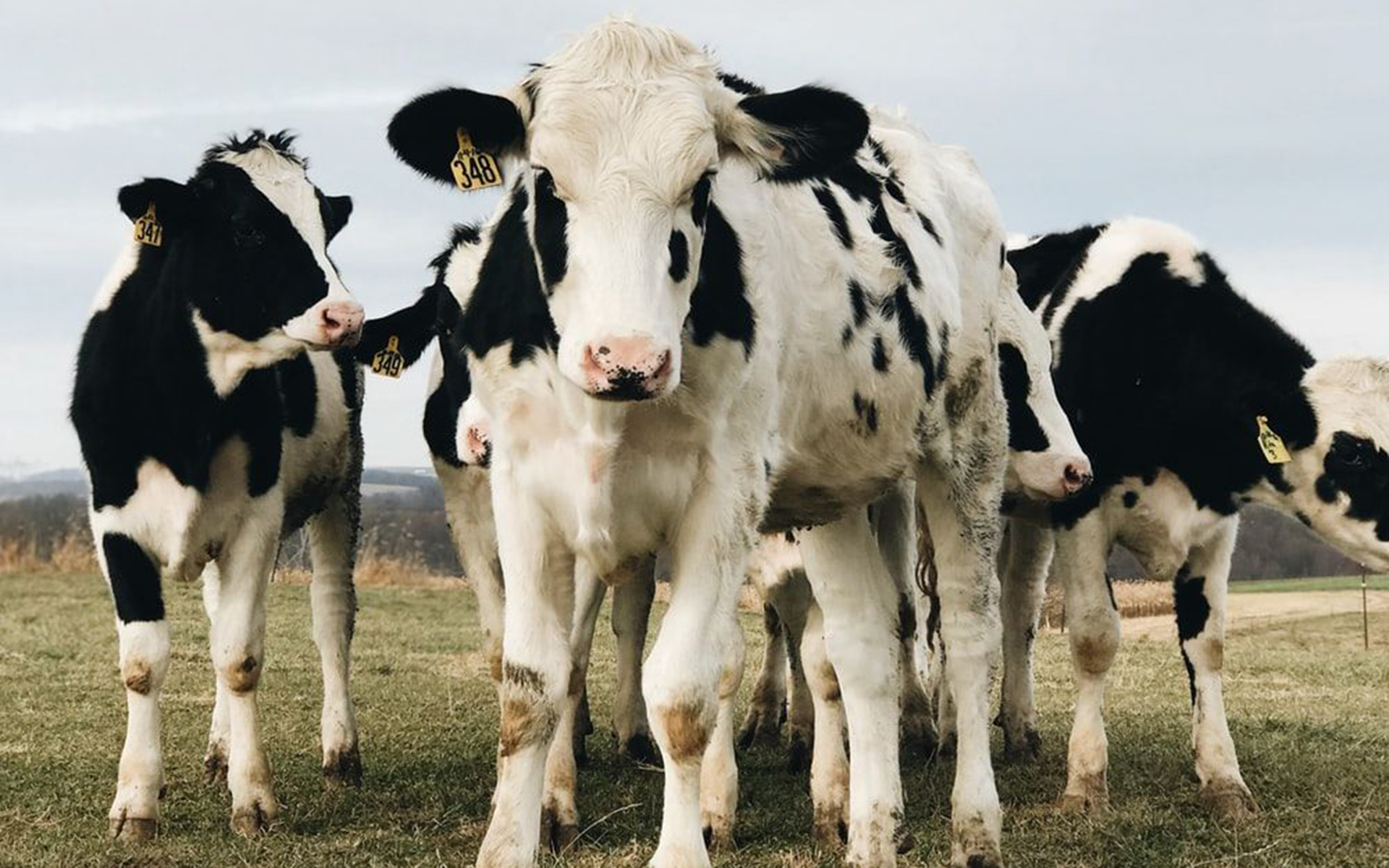 Cute Cow Desktop Background Free Download