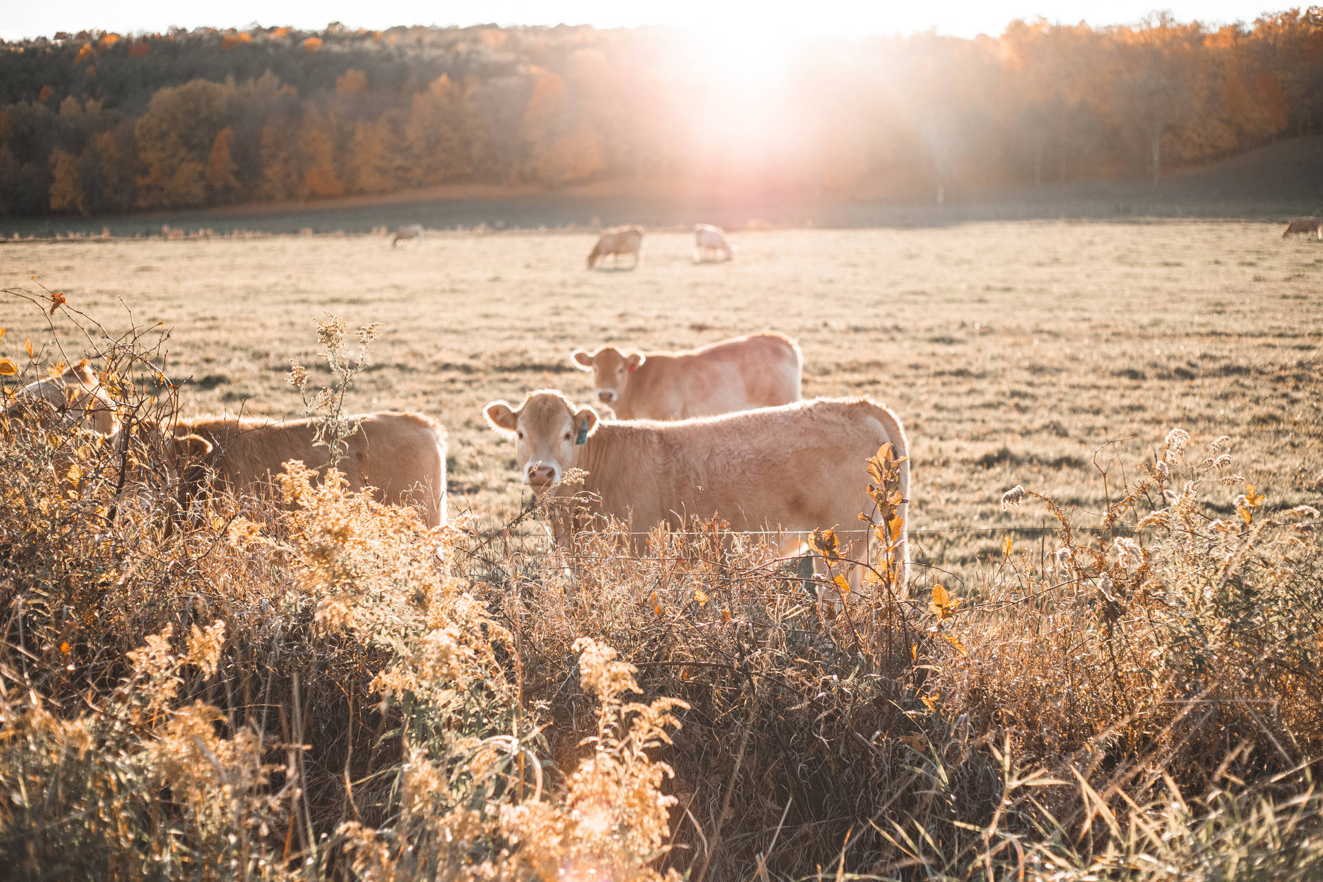 Herd Of Cows At Sunrise Wallpaper