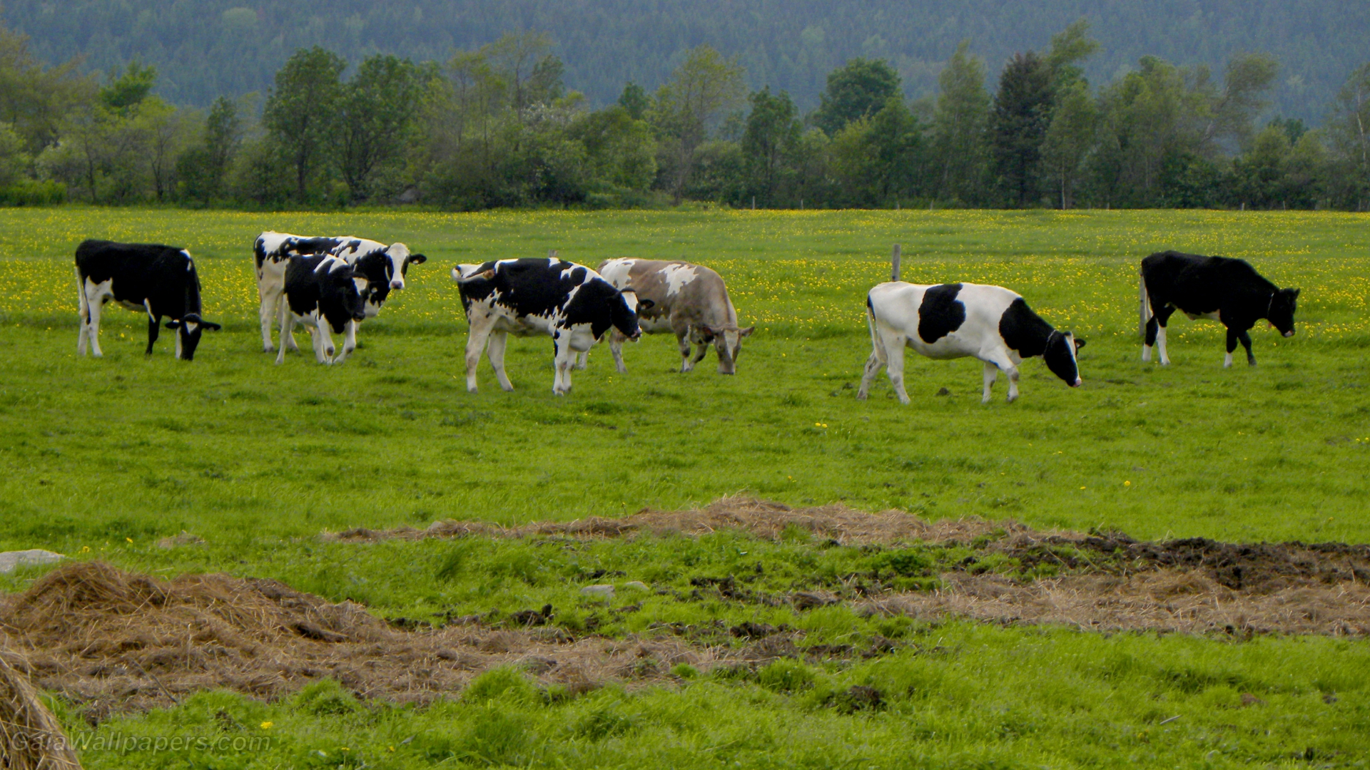 blacks and whites wallpaper 1920x1080