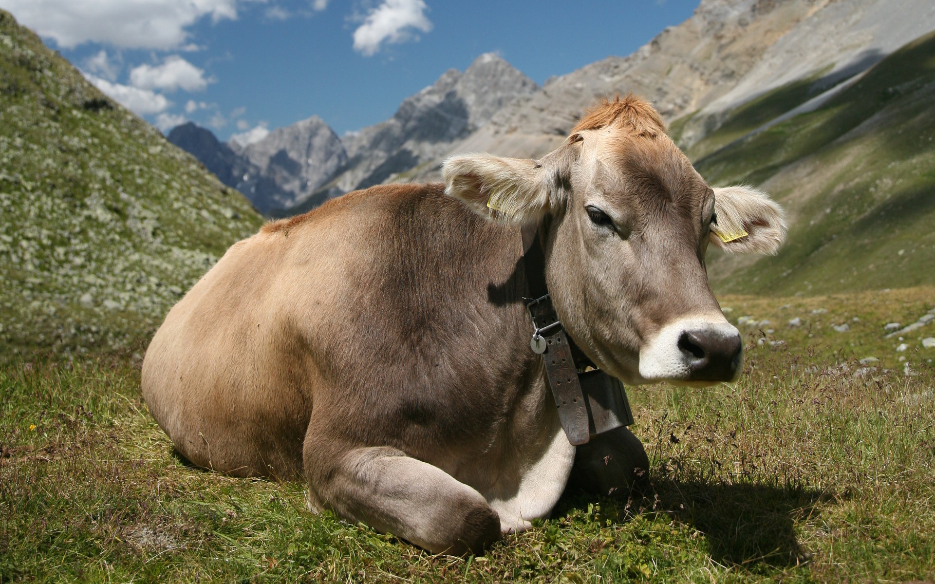 Cow wallpaper for desktop, download