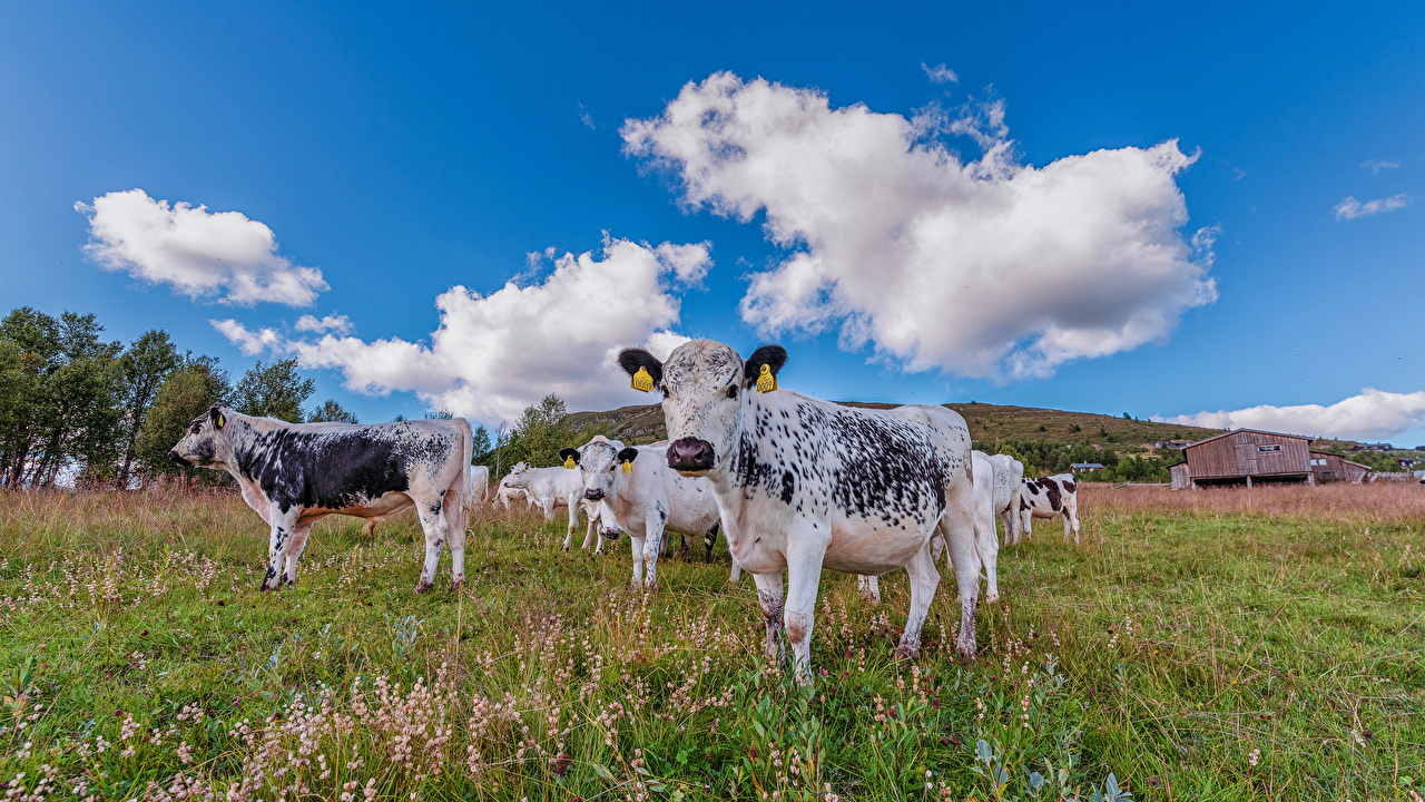 Wallpaper Cow Norway Valdres Nature Sky
